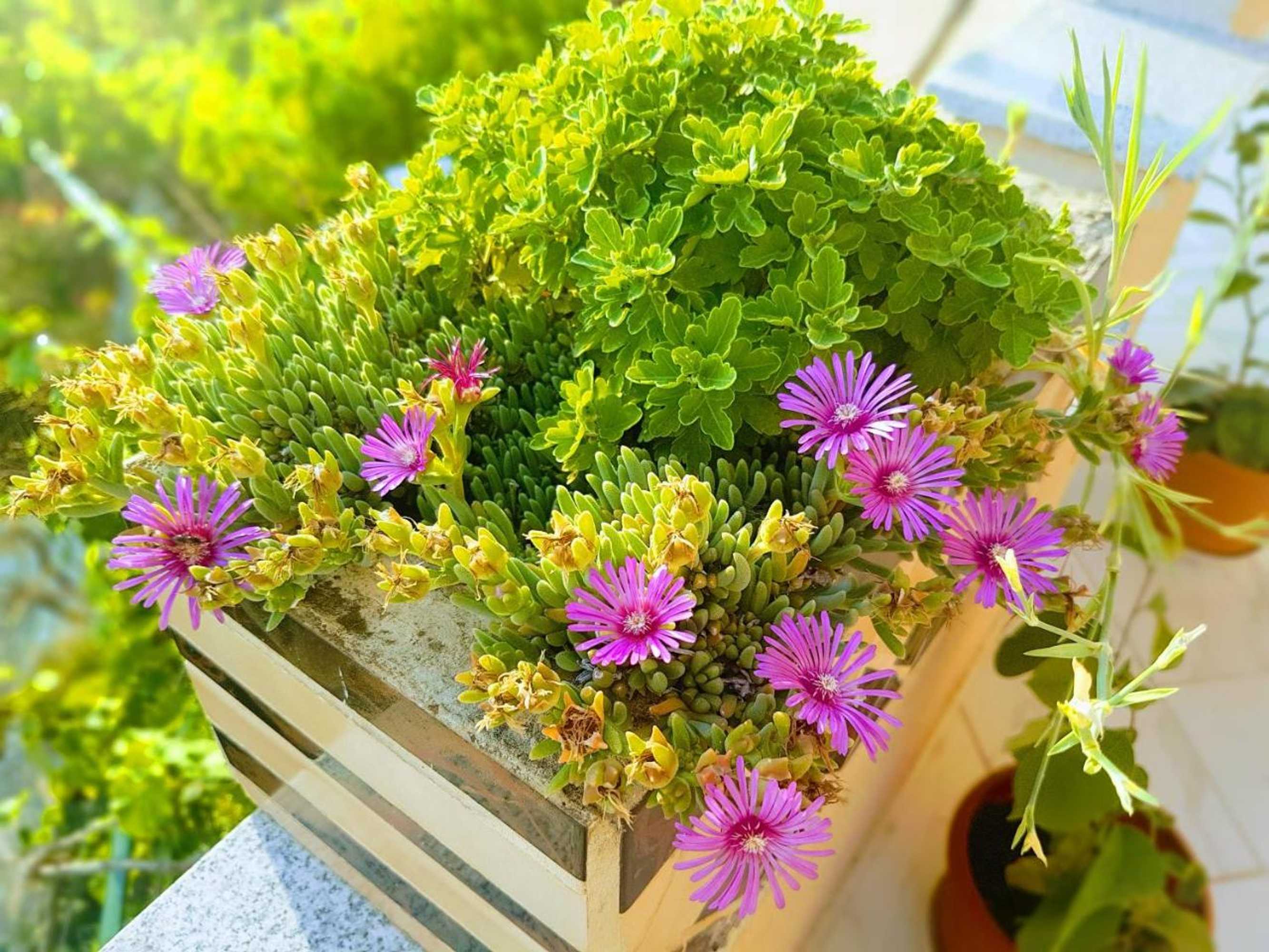 Gift card for Apartments Villa Marija