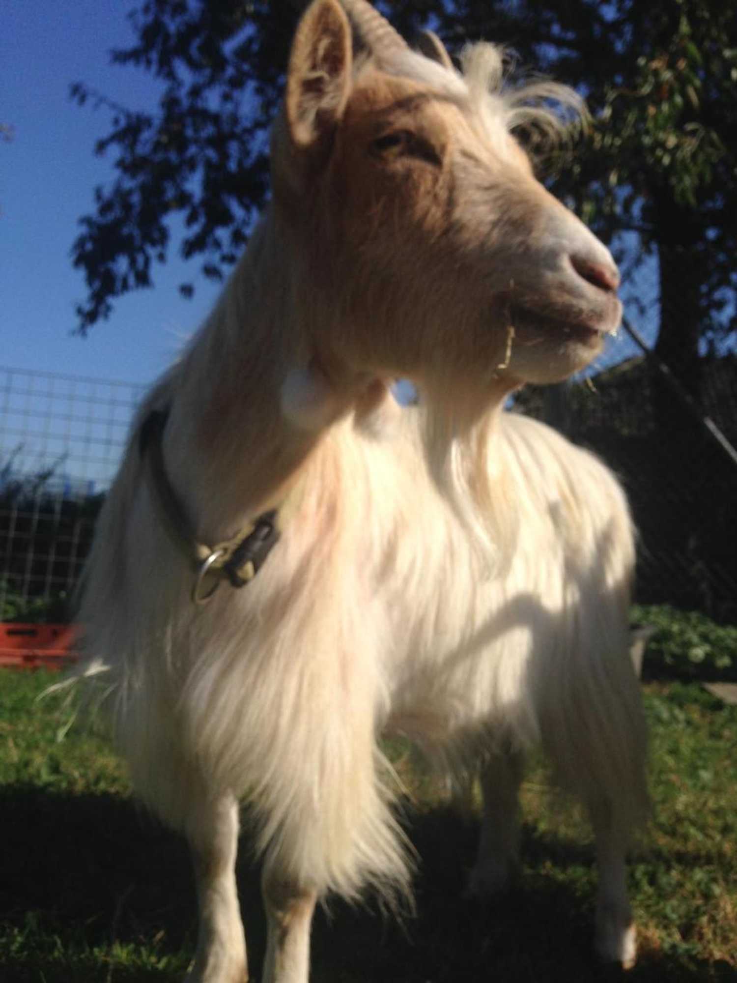 Gift card for Hotel Zum Alten Schlagbaum