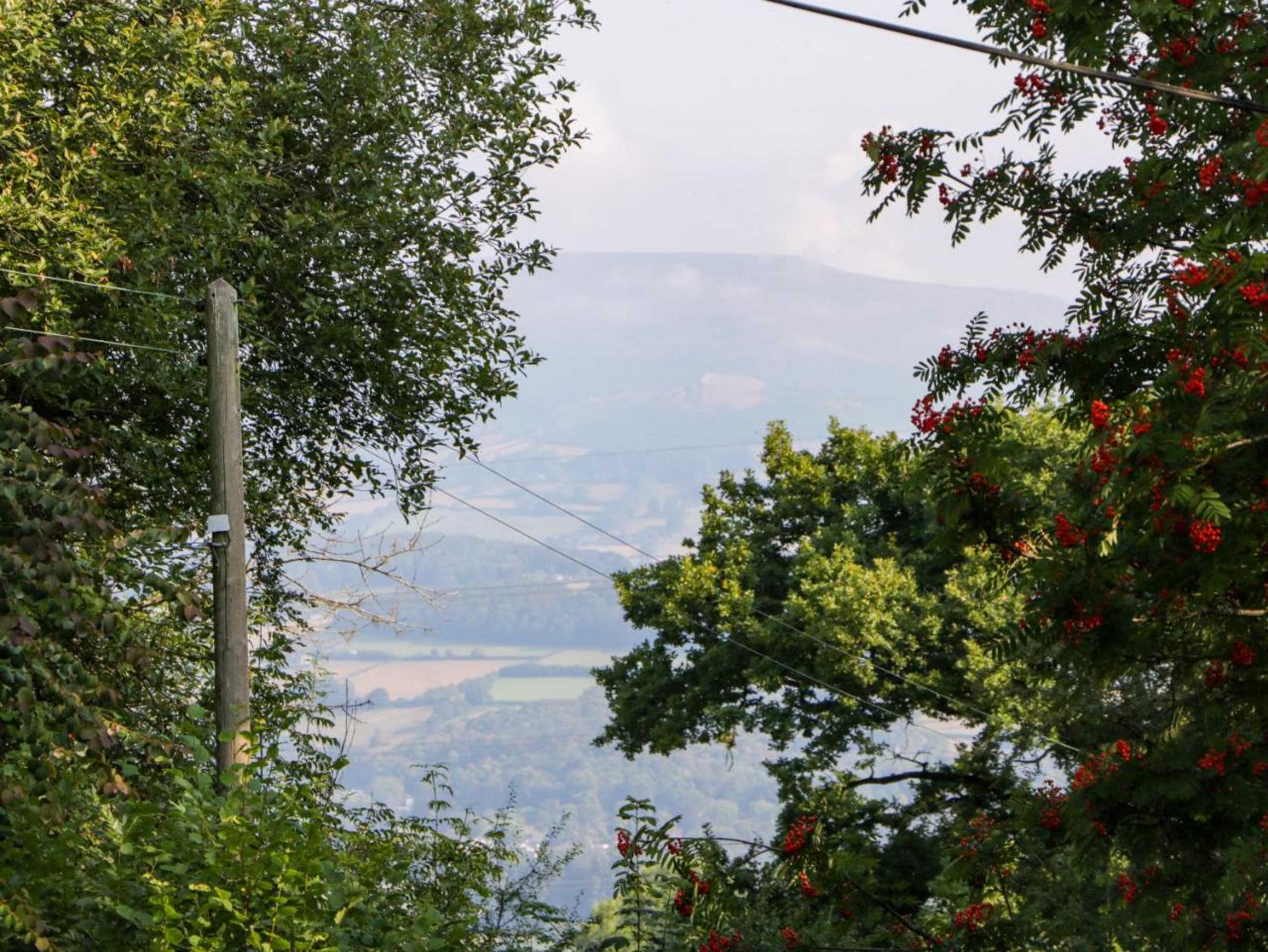 Gift card for Black Cat Bach