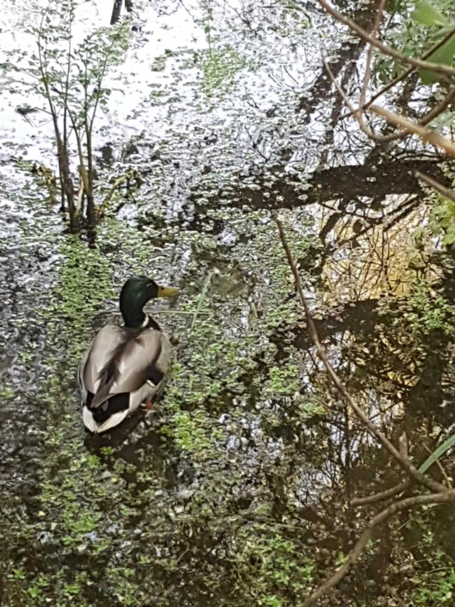 Gift card for Ulfilanis Vila