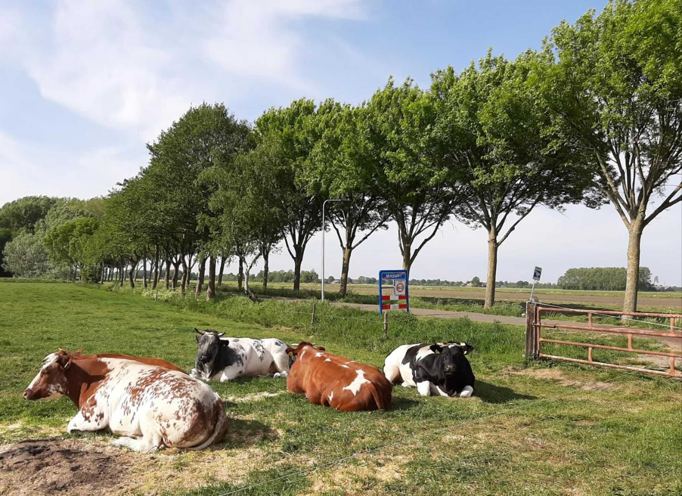 Gift card for Mahil-Laya