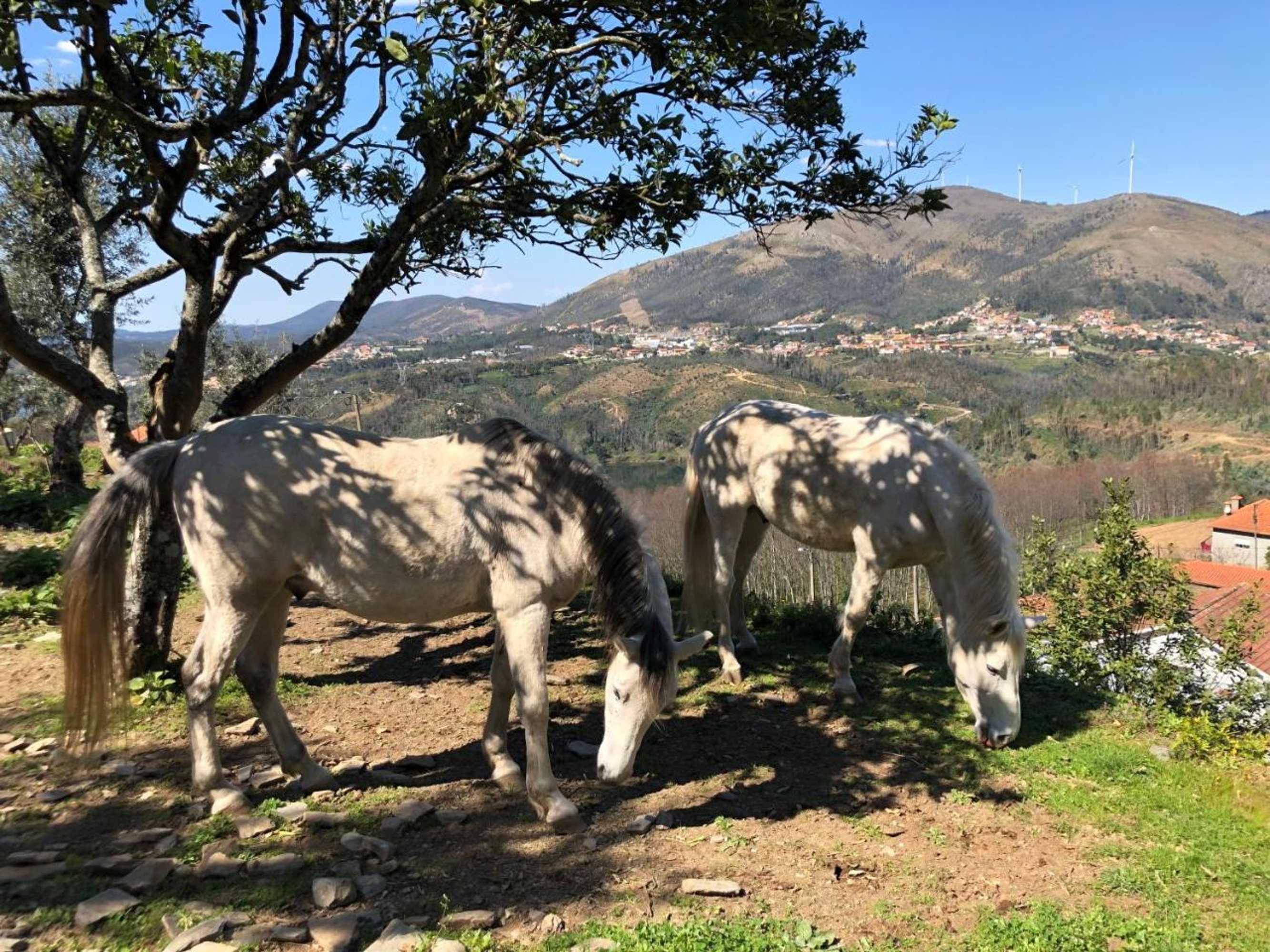 Gift card for Arrabia Guest Houses Glamping