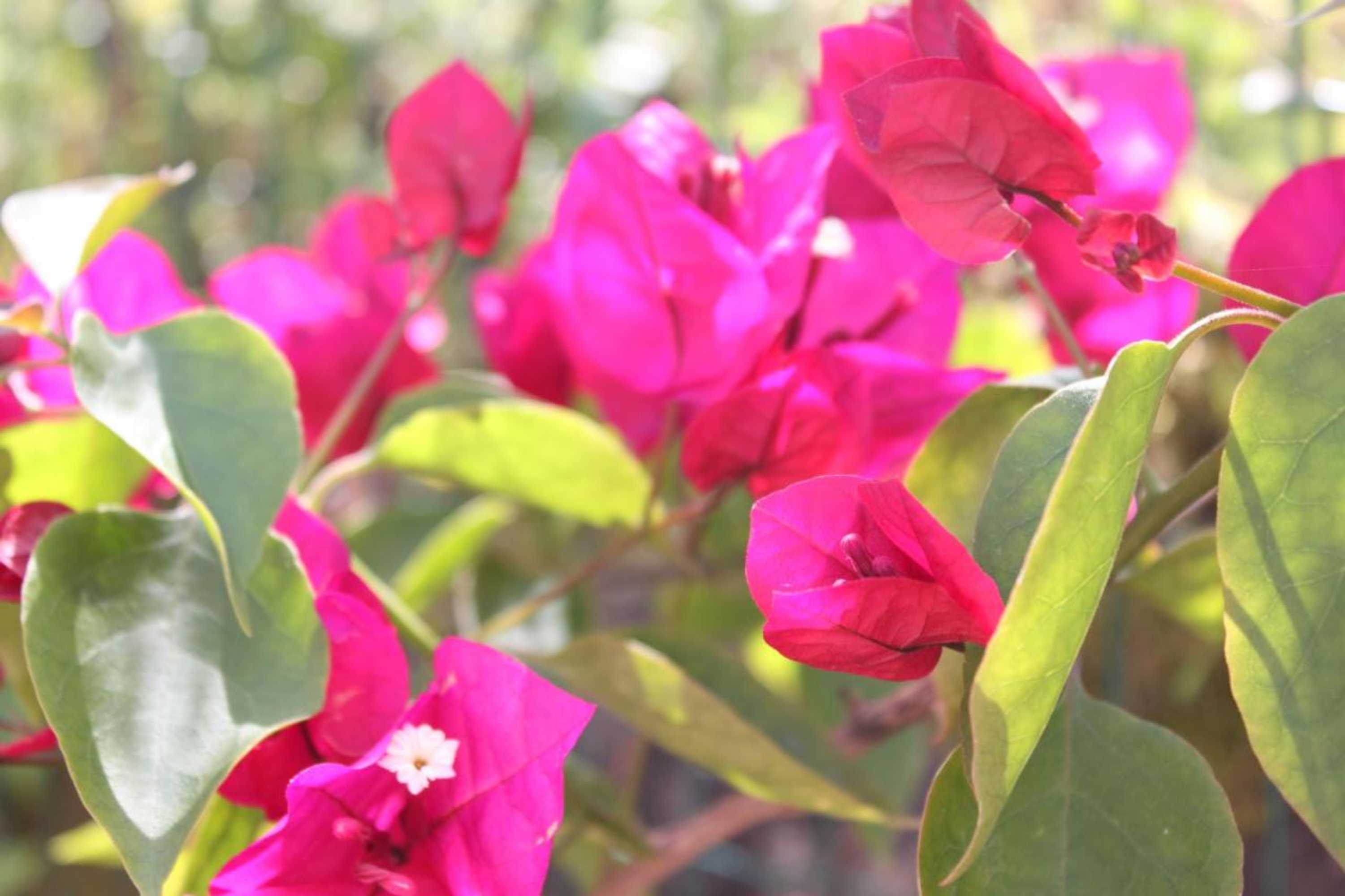 Gift card for Casa Nas Serras