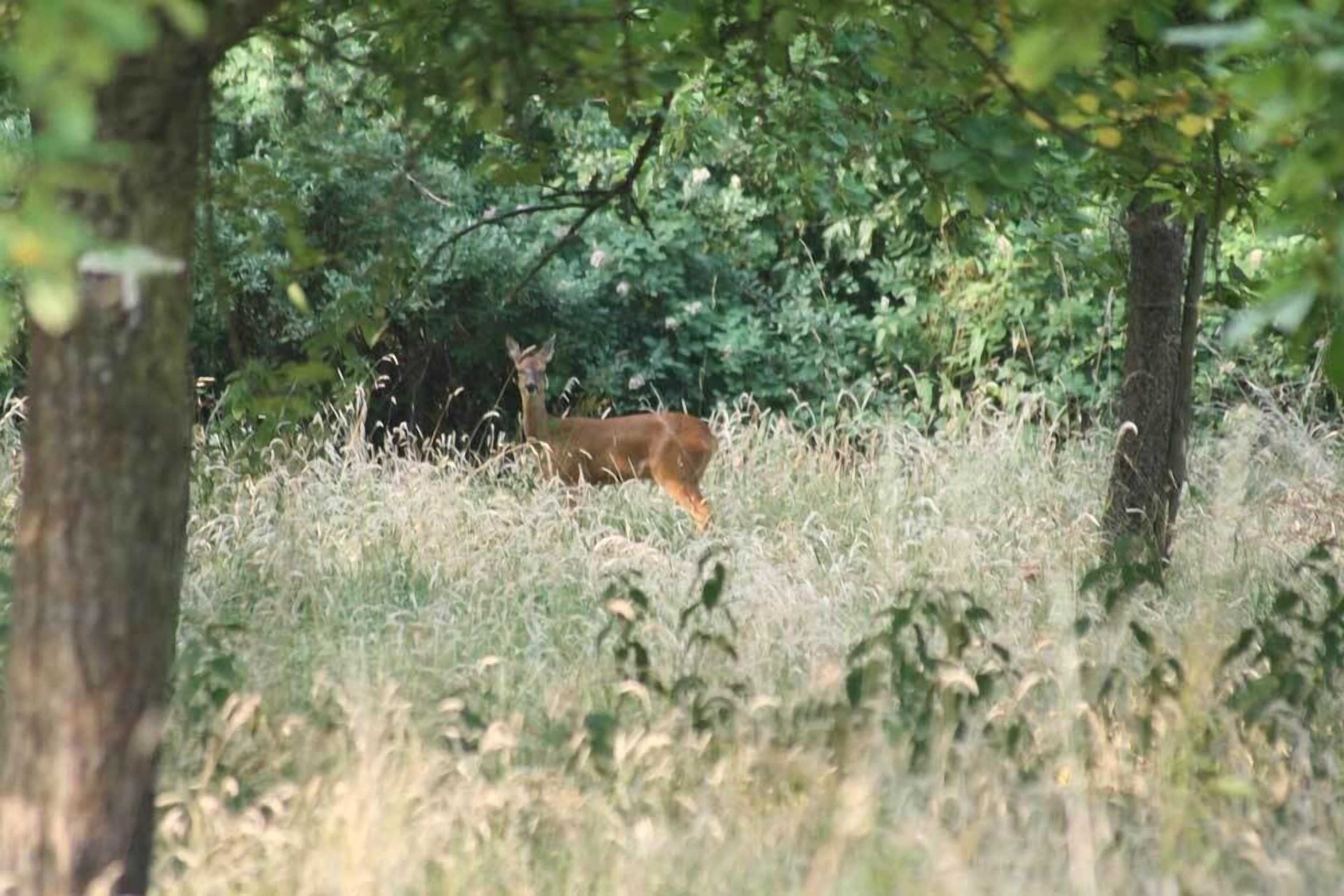 Gift card for Orchard Farm Luxury Glamping