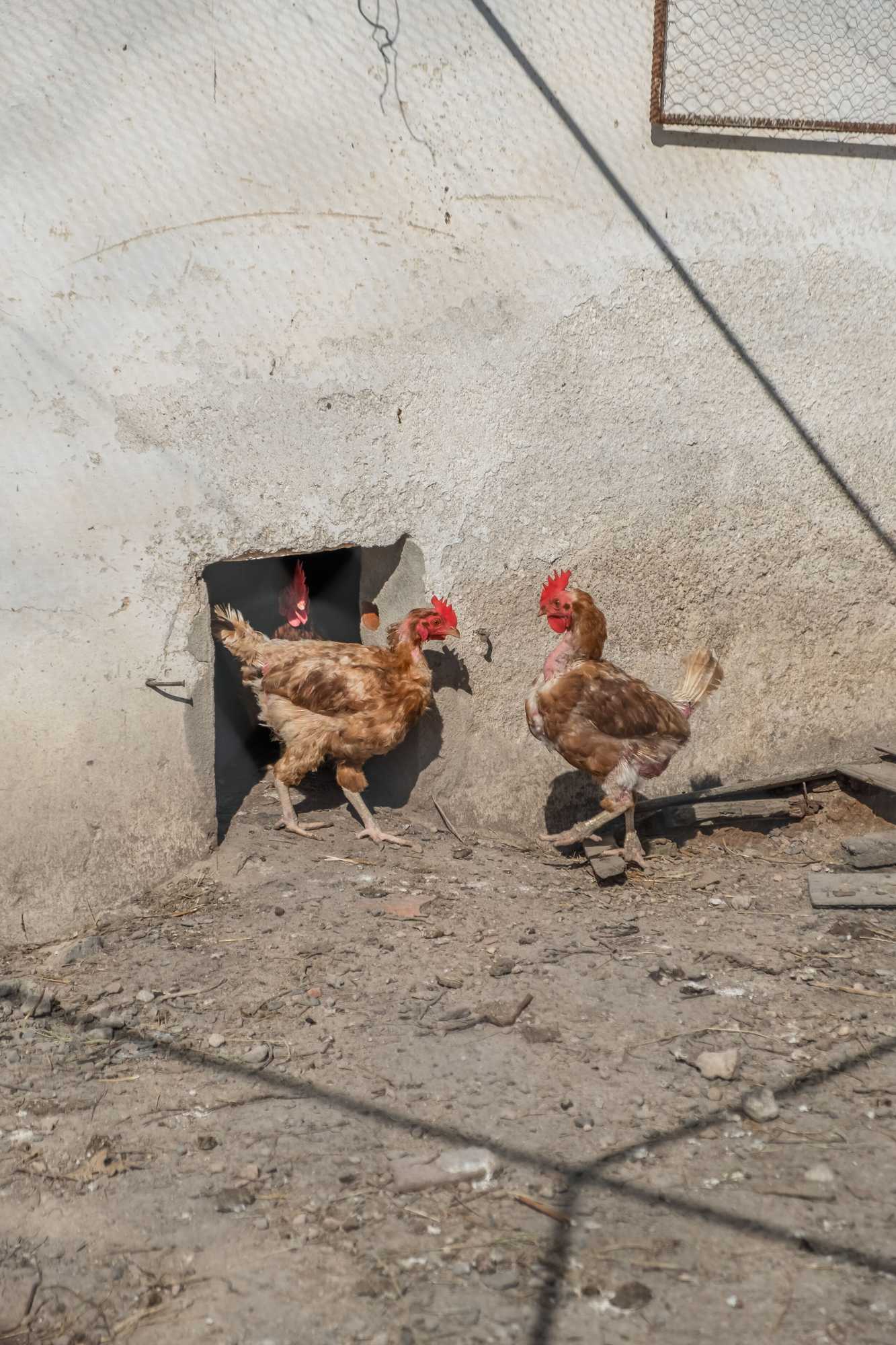 Gift card for Casa Dos Condes