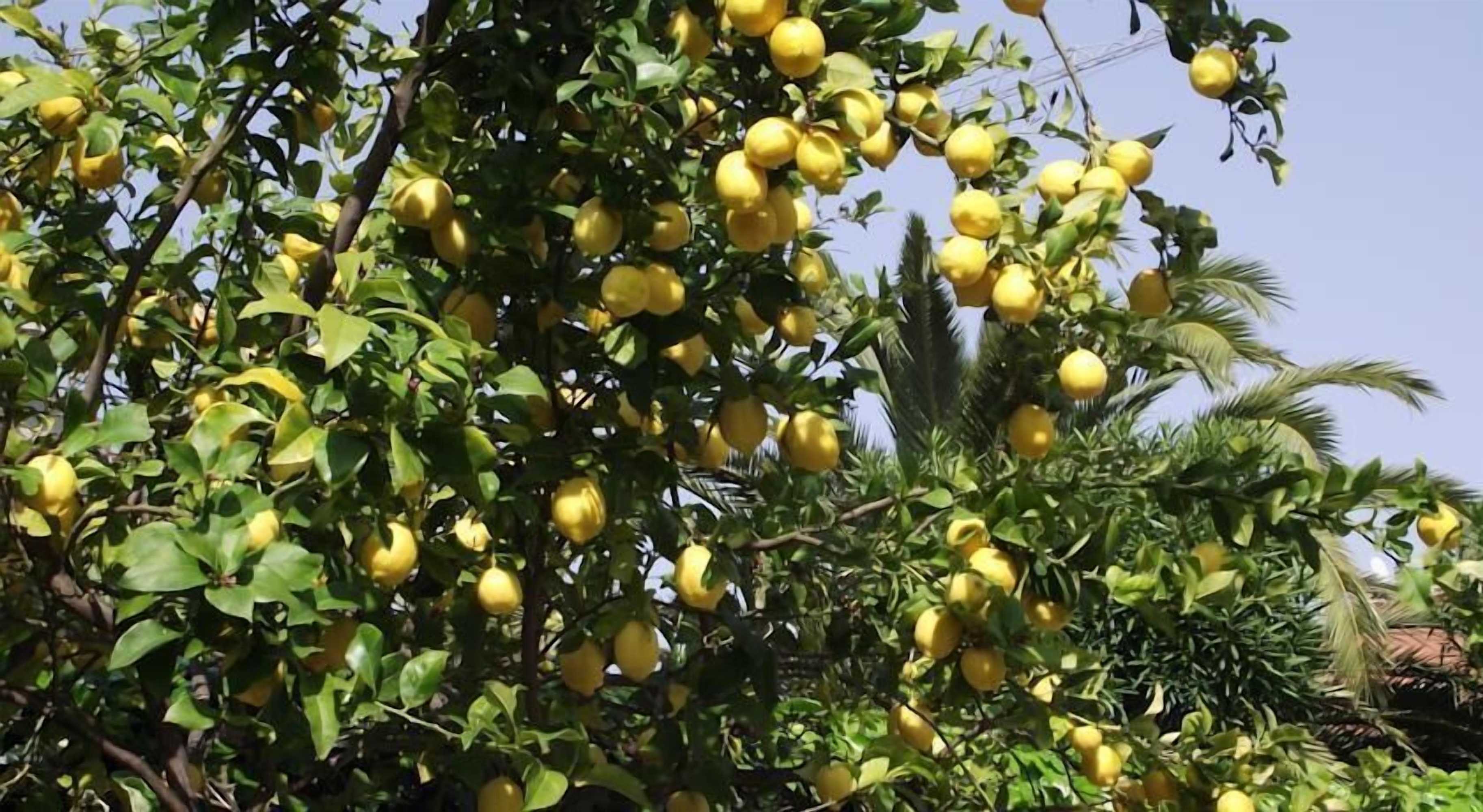 Gift card for Residence Il Borgo Degli Ulivi Resort