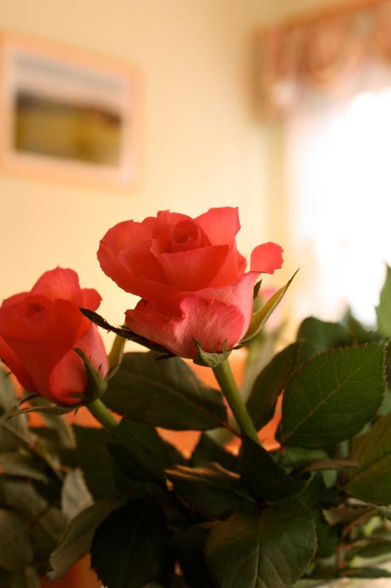 Gift card for Gasthof Hertigswalde