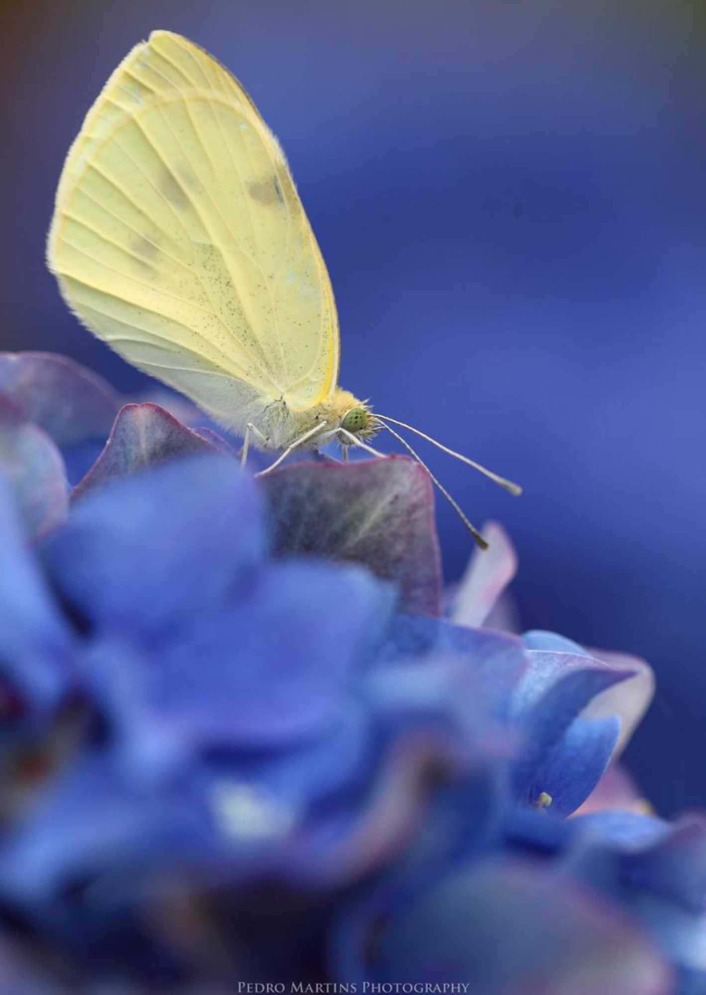 Gift card for Casas do Pastor