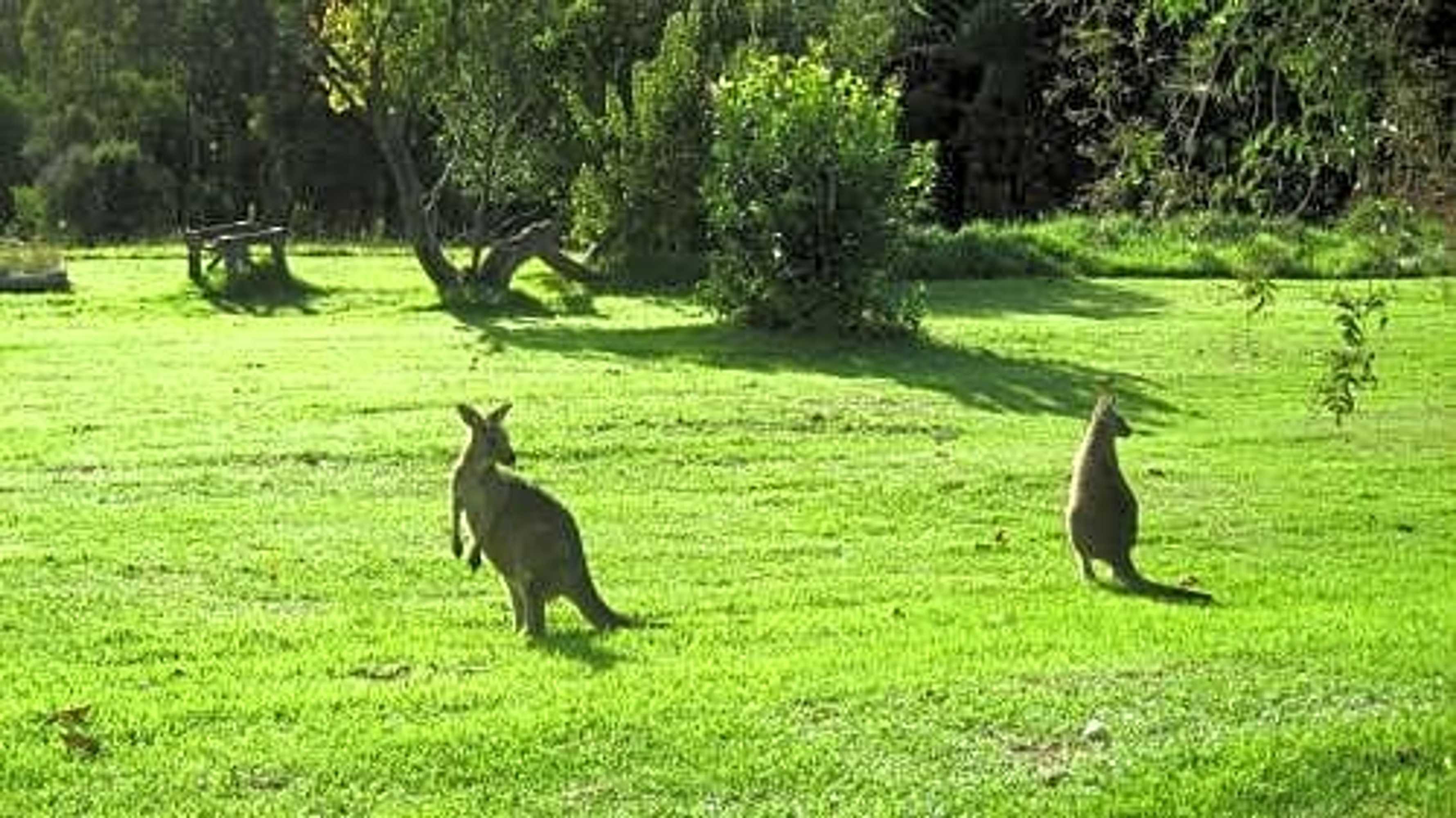 Gift card for Lorne Bush House Cottages & Eco Retreats Gift card for Lorne Bush House Cottages & Eco Retreats