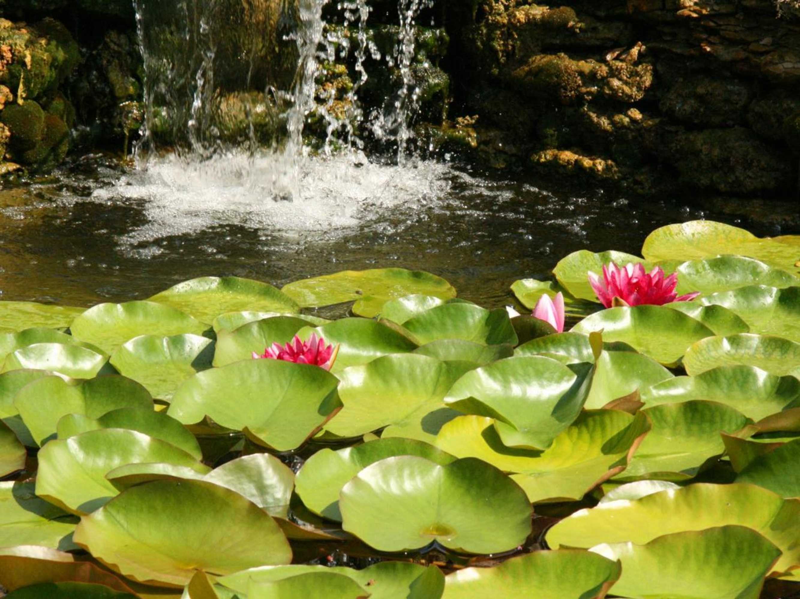 Gift card for Couleur Lavande