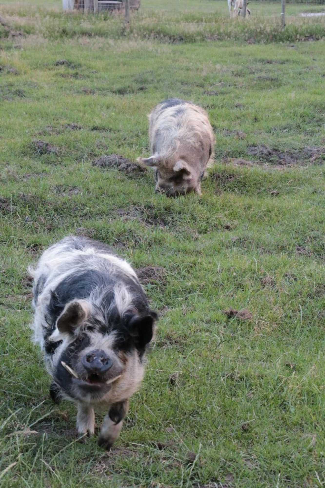 Gift card for Hoeve Op Vollenhof