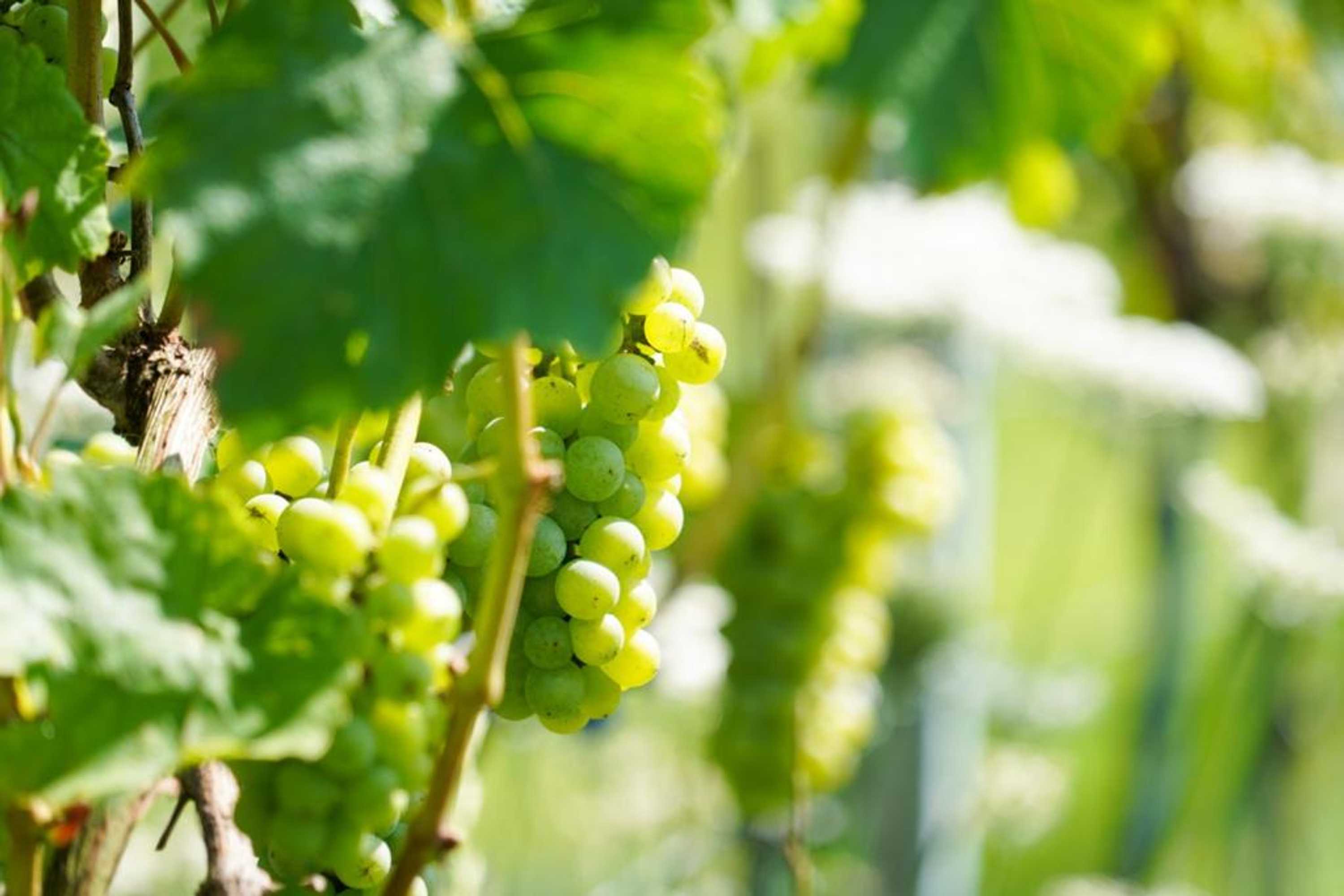 Gift card for De Steenen Molen B&b