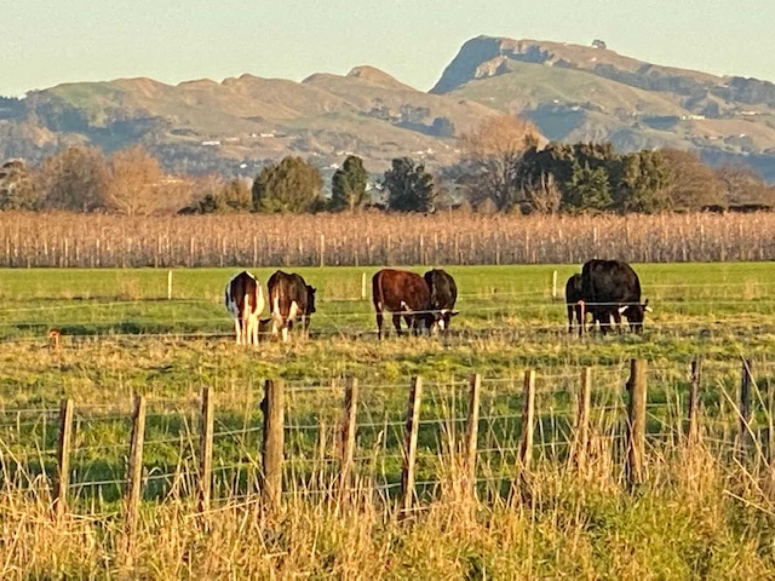 Gift card for Amuri Villas