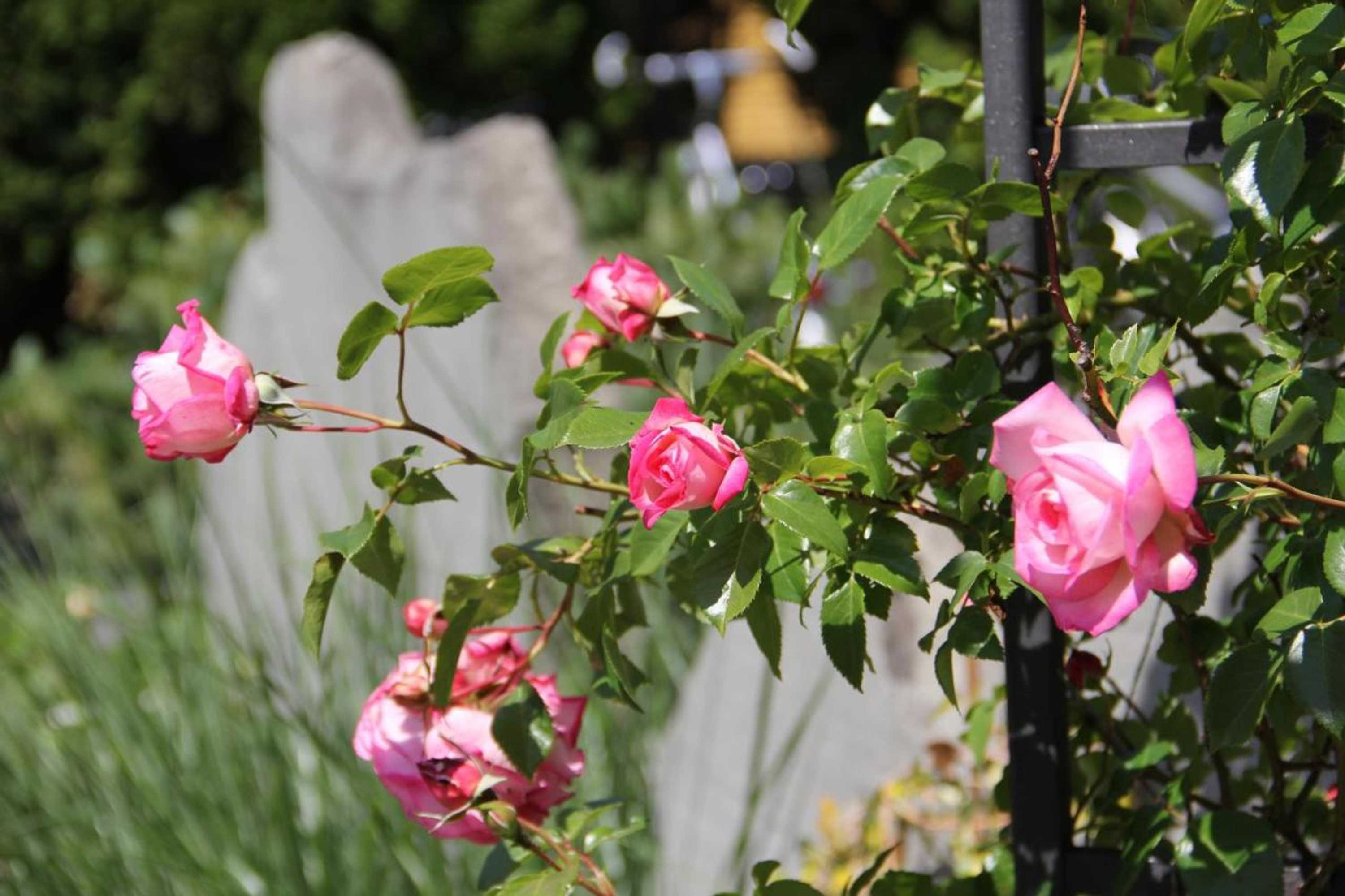 Gift card for Hotel Appenzell