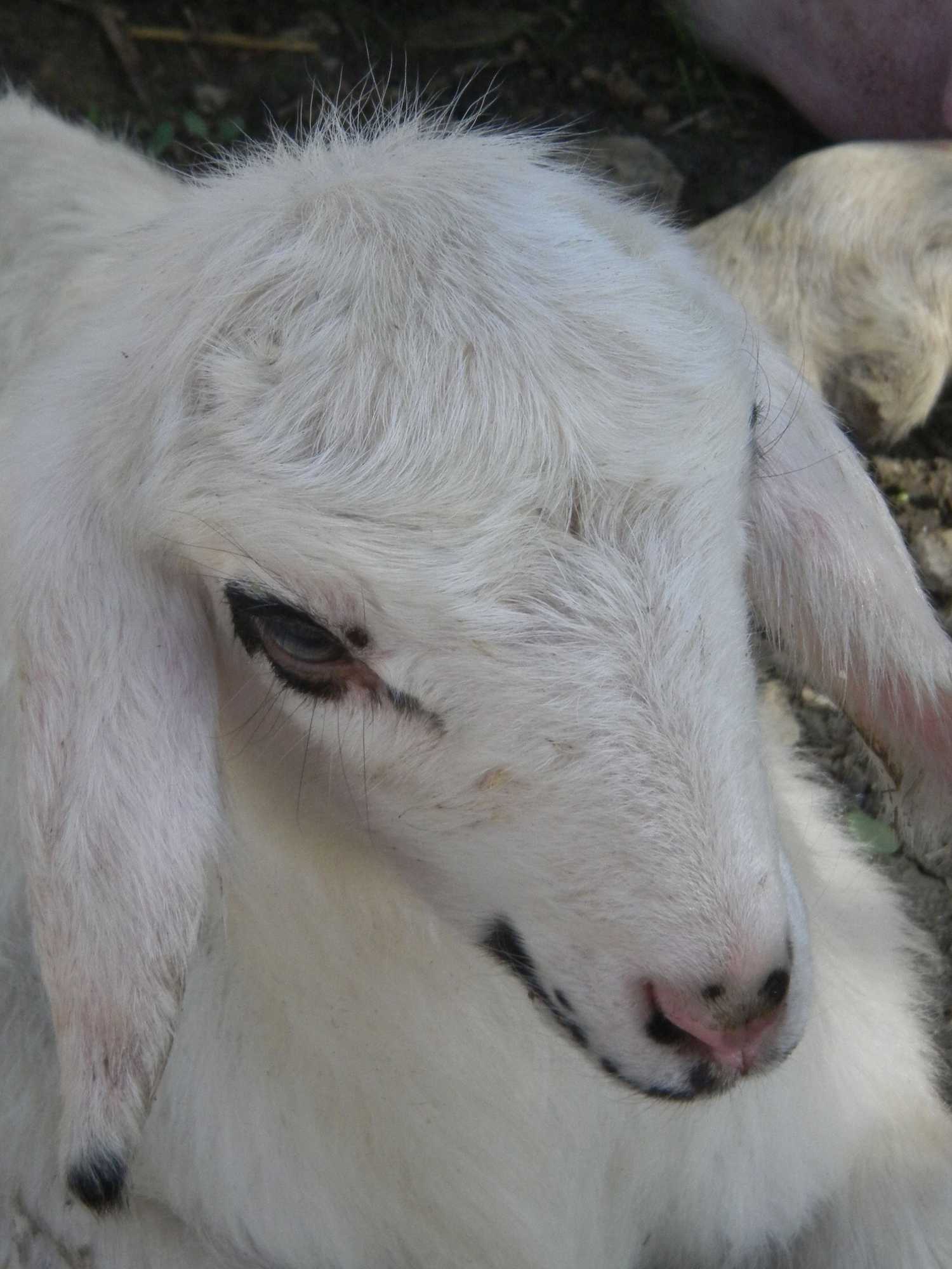 Gift card for Villa Diana