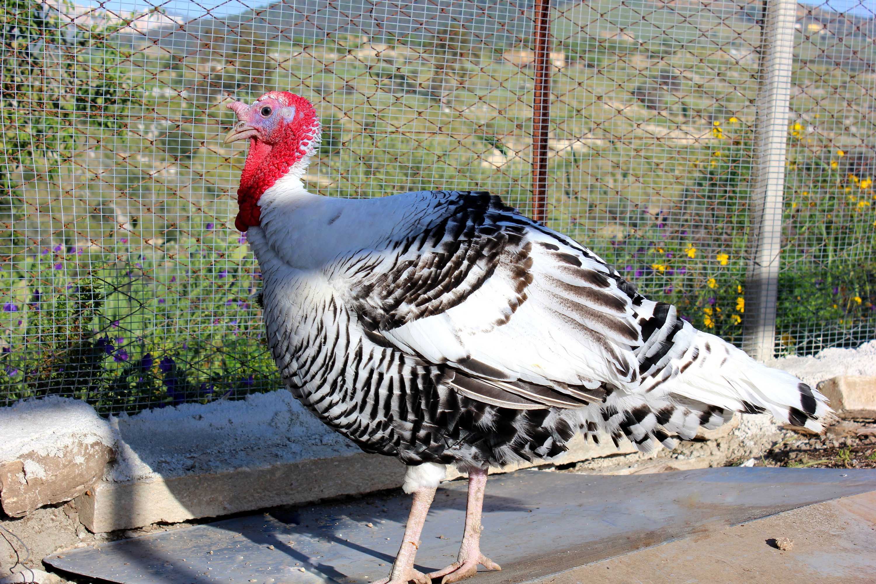 Gift card for Agriturismo La Casa di Bacco