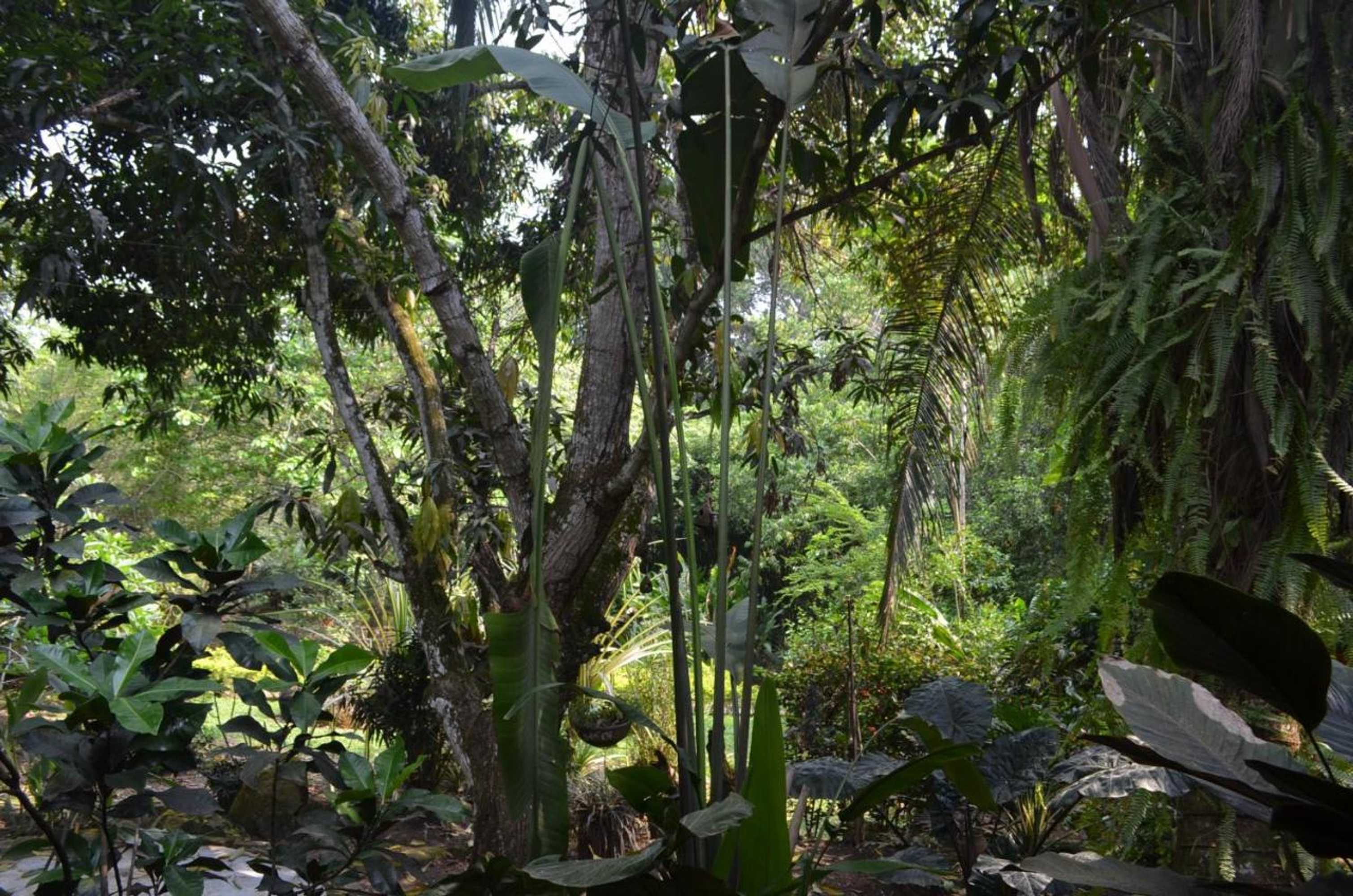 Gift card for Amanwana Ecofinca