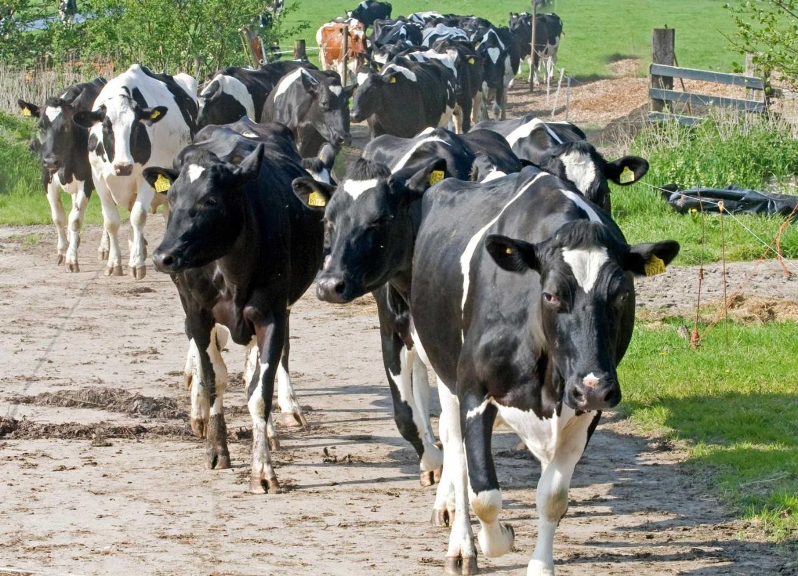 Gift card for Ruyge Weyde Logies, Eco Farm