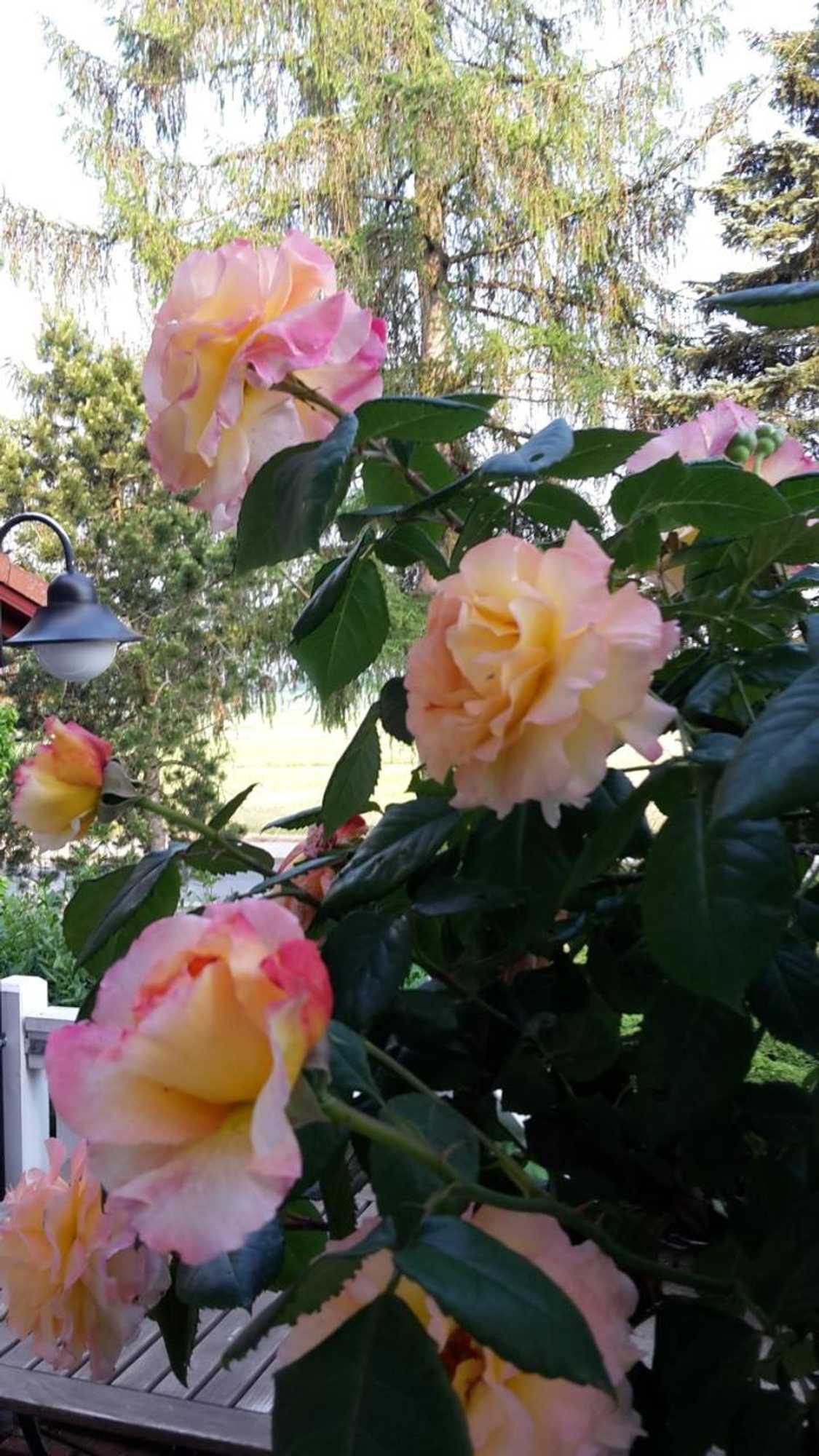 Gift card for Landhaus Heidehof