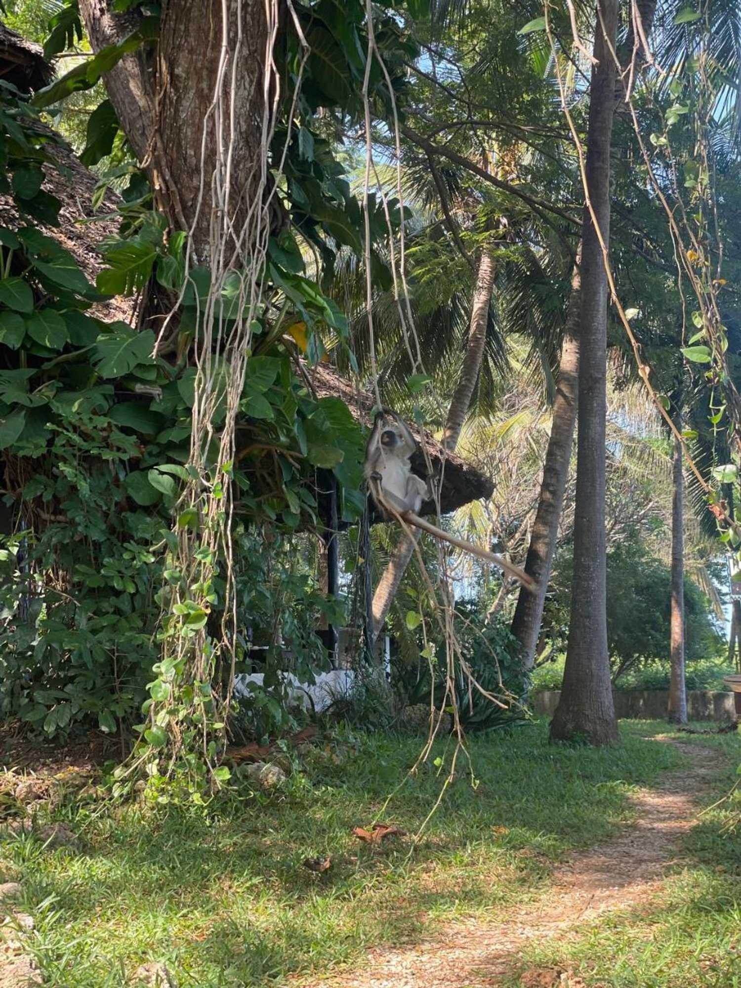 Gift card for Mbweni Ruins & Gardens