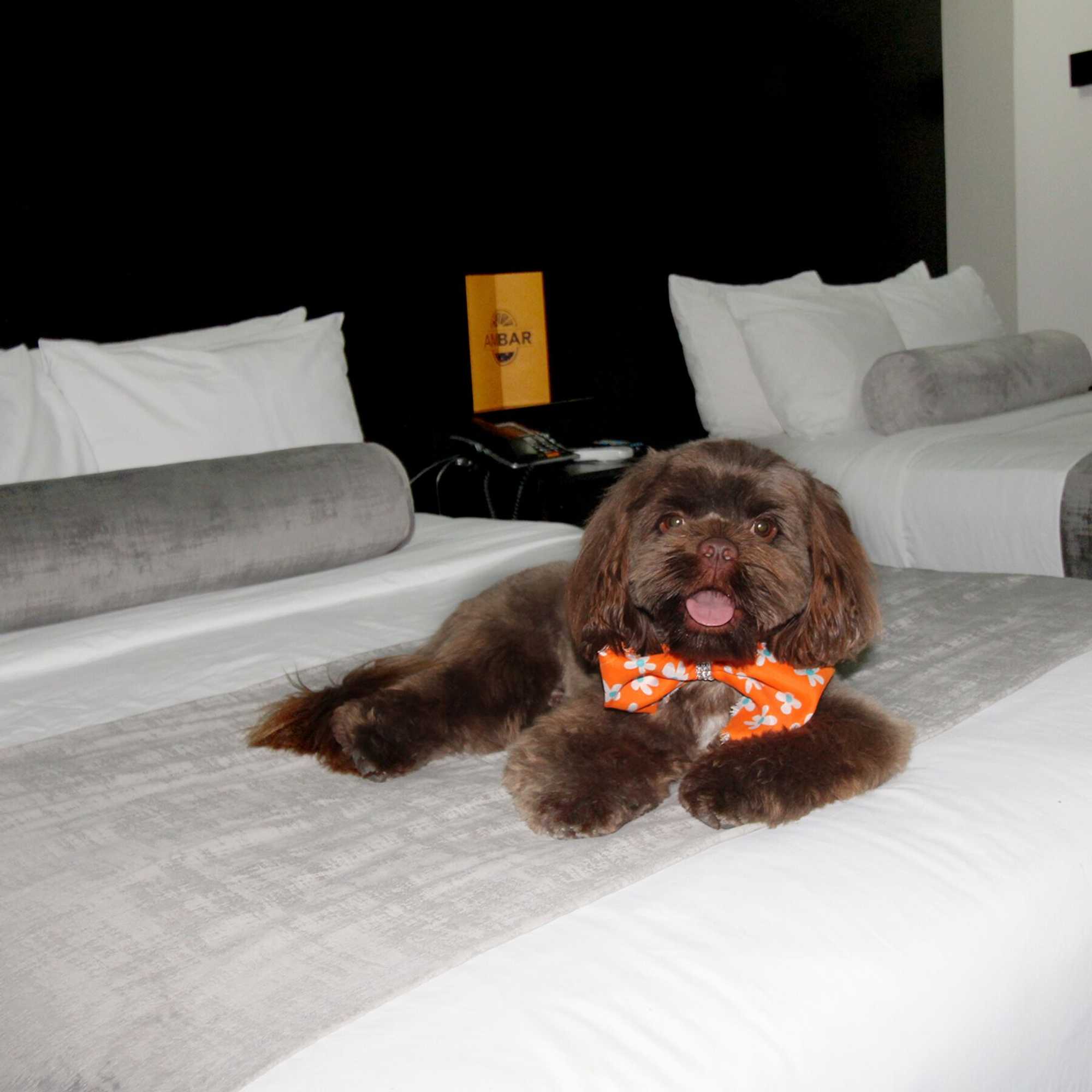 Gift card for Stay Inn Hotels Gift card for Stay Inn Hotels
