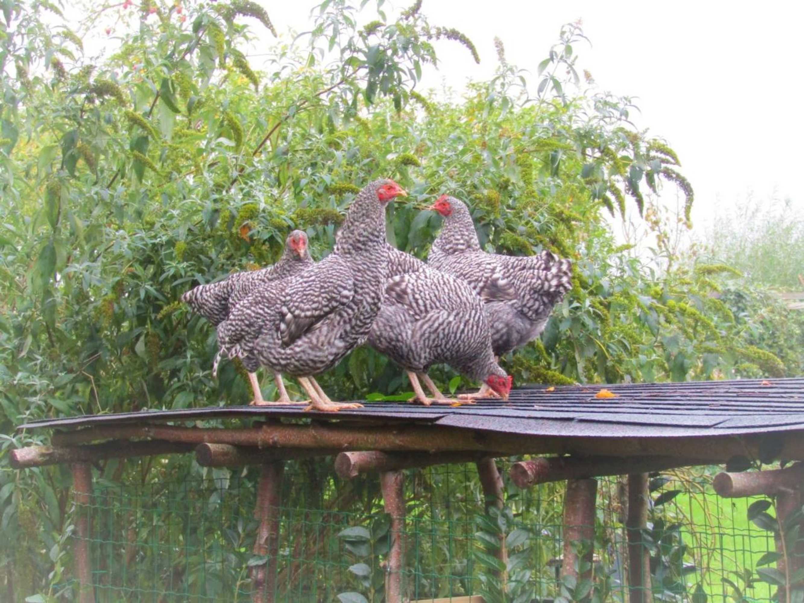 Gift card for B&b Ben in Broek