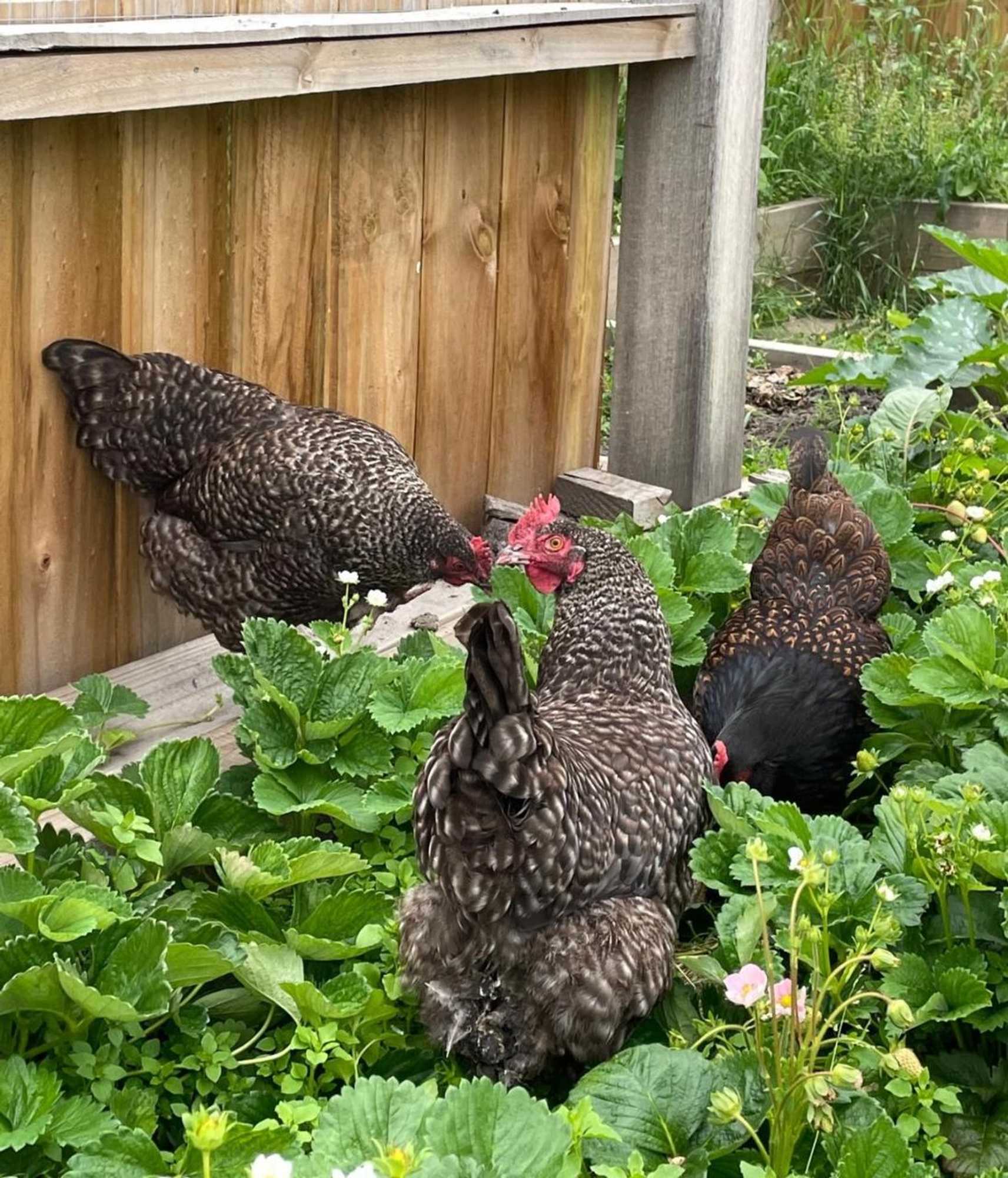 Gift card for Clifton Homestead