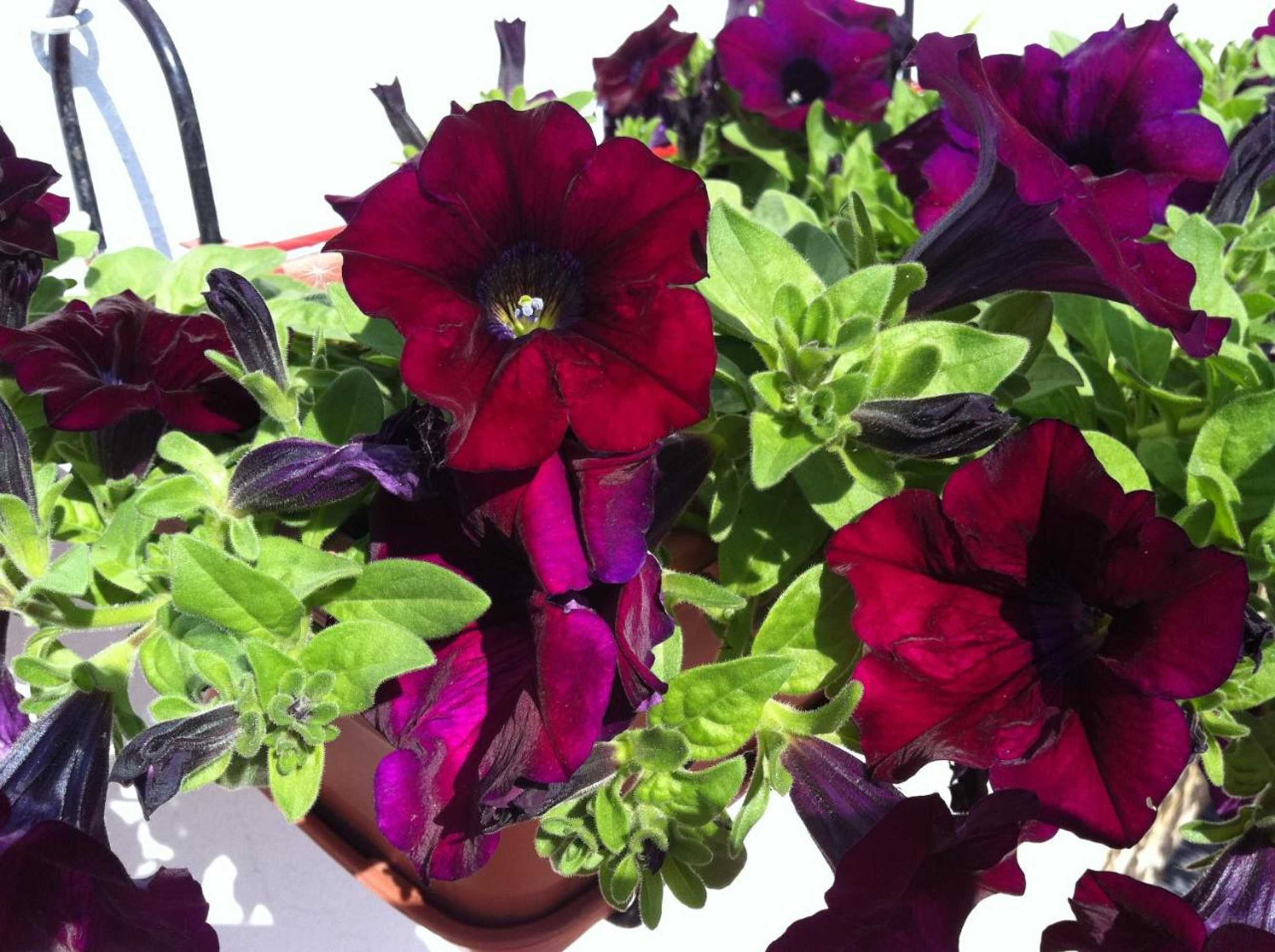 Gift card for Residencial Celeste