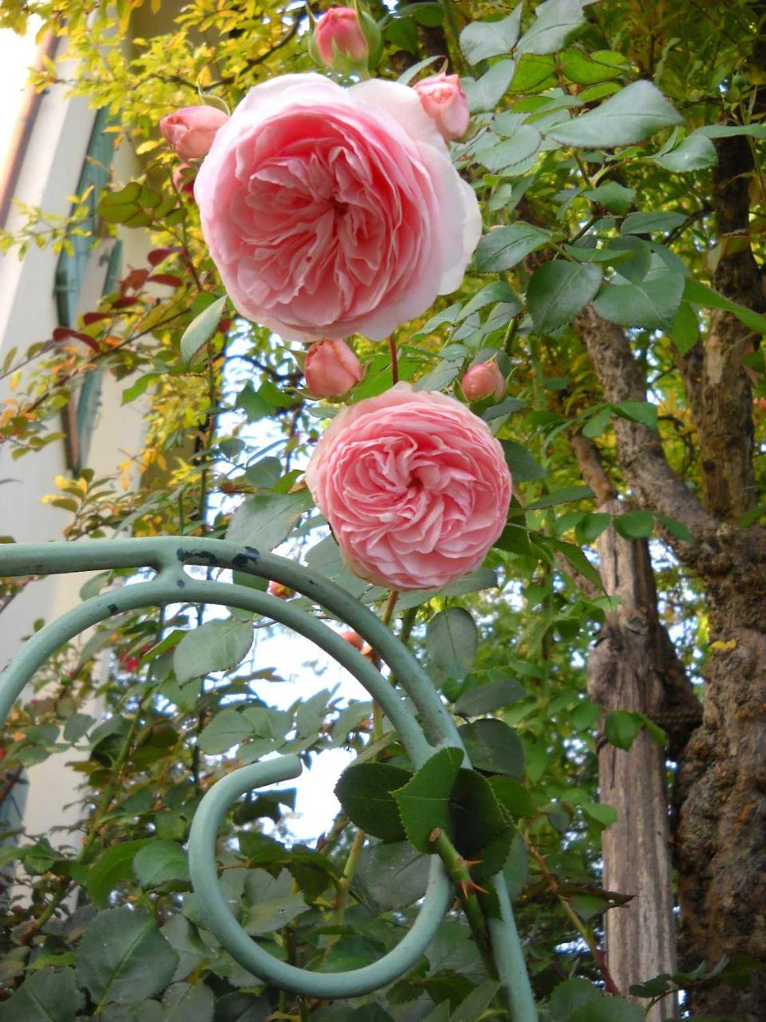 Gift card for La Casa Del Giardiniere