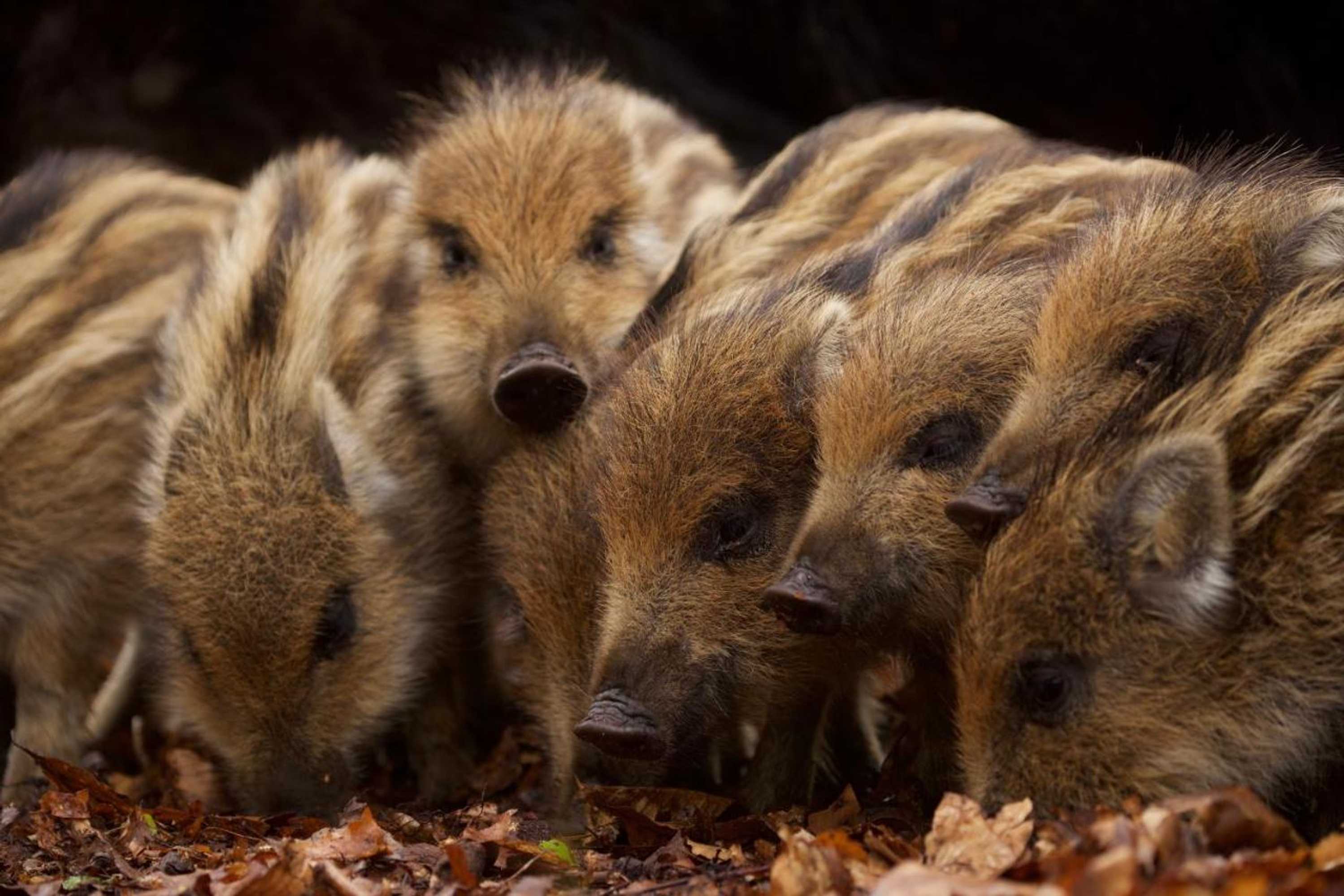 Gift card for Kruller - Hotel B&b