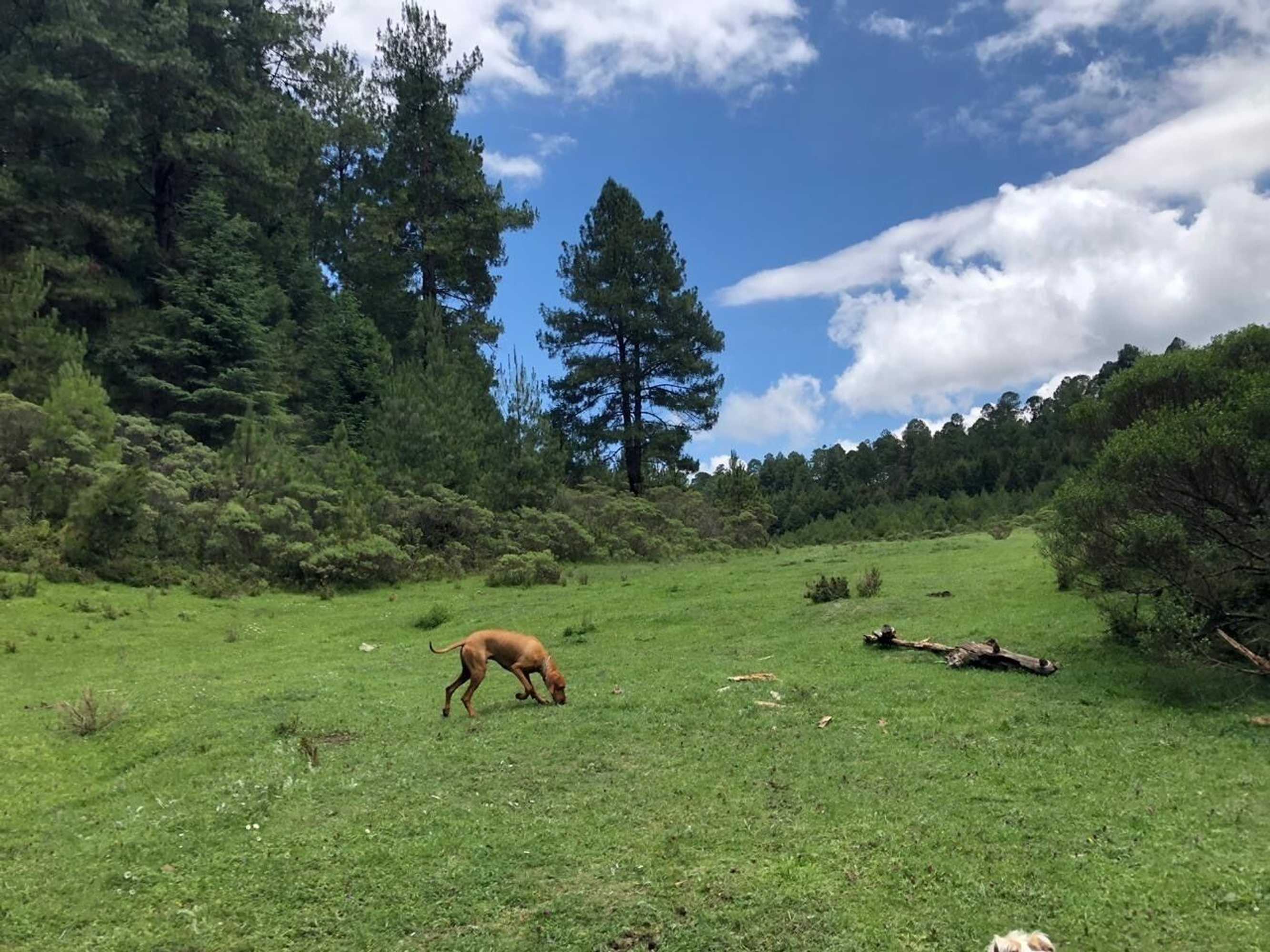 Gift card for Rancho Viejo