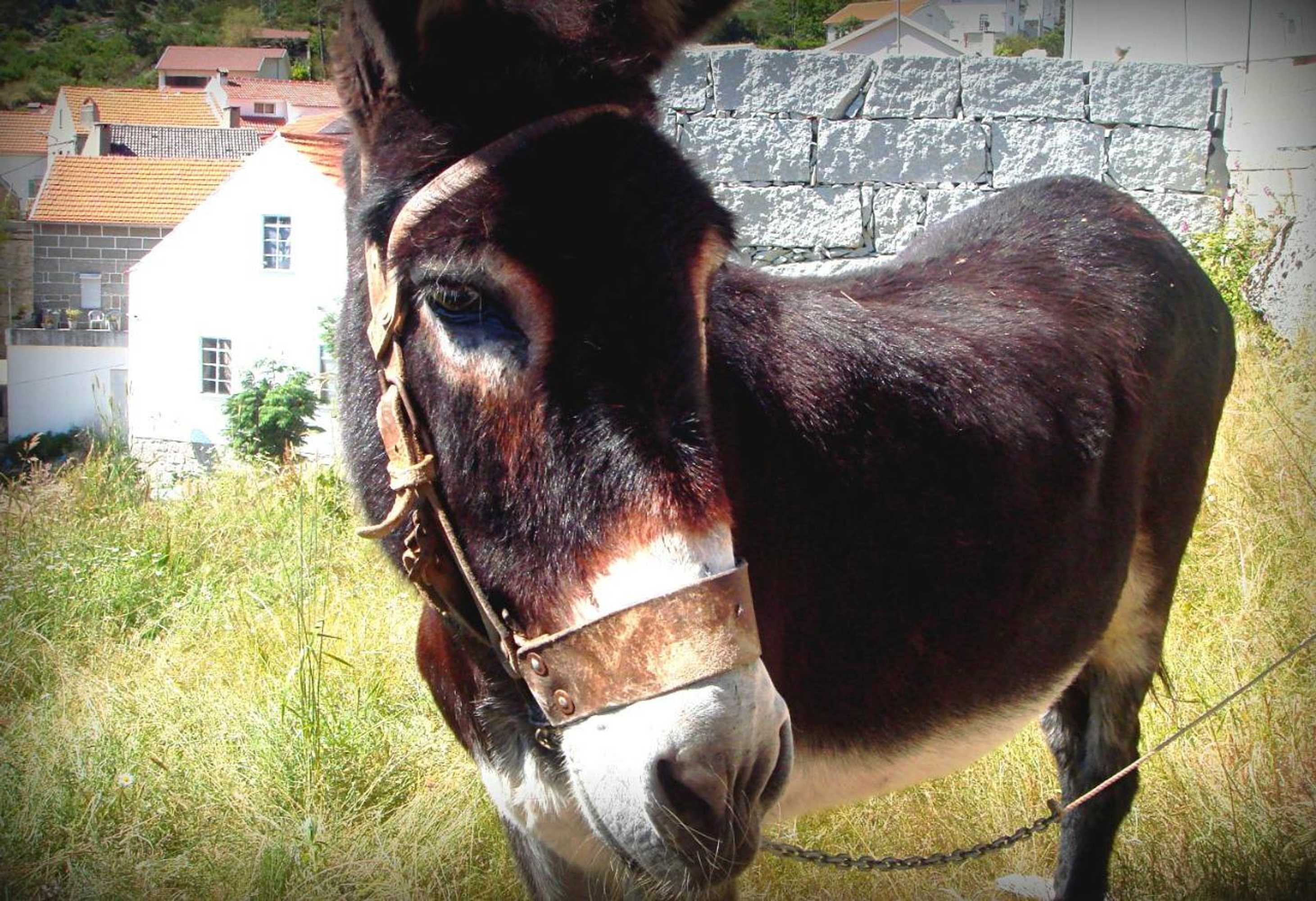 Gift card for Casas do Cruzeiro