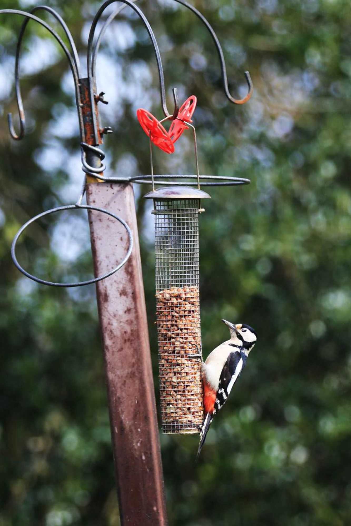 Gift card for Jonti Bed And Breakfast