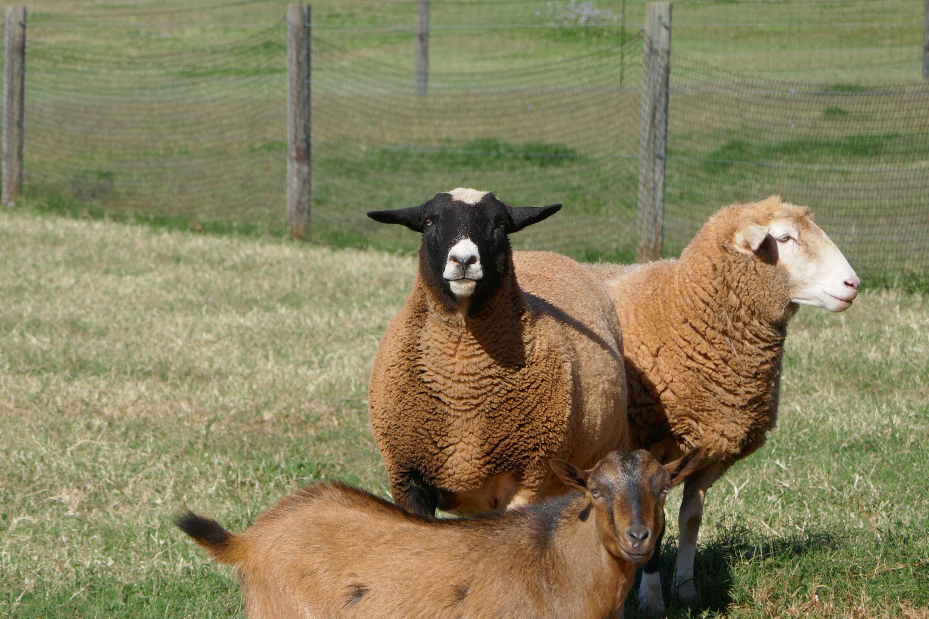 Gift card for Seven Peaks Farm Stay