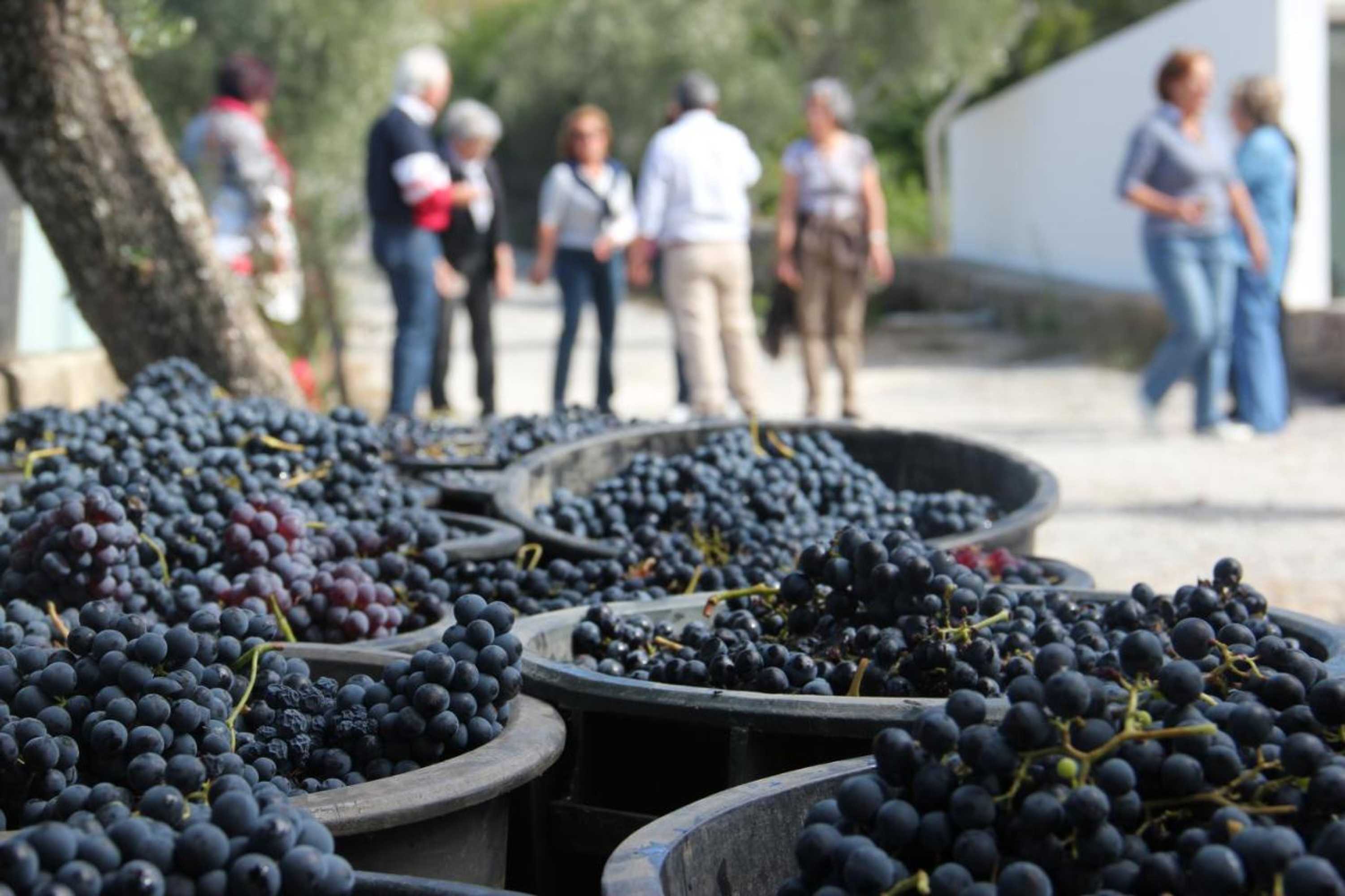 Gift card for Quinta de Fiães