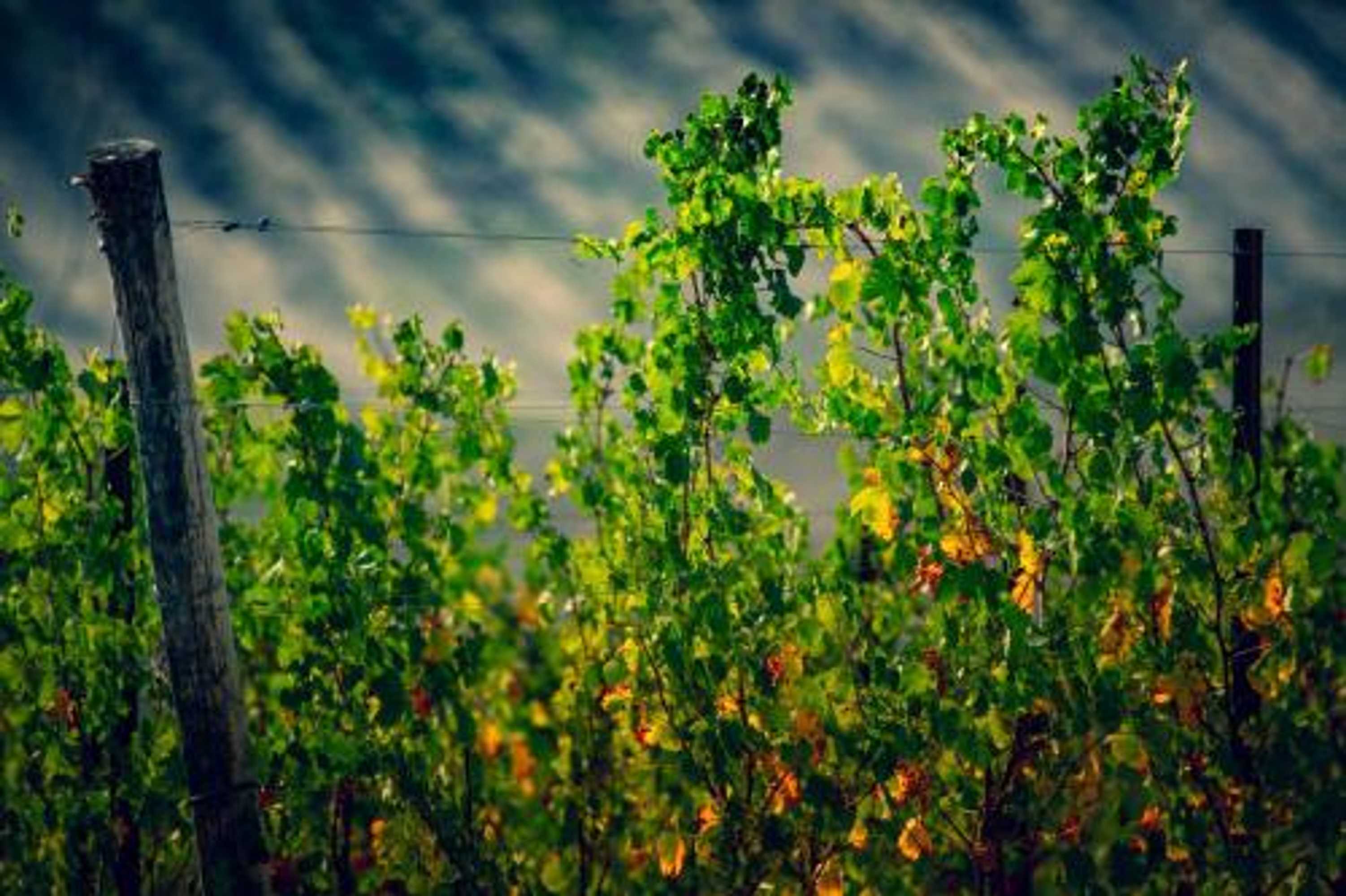 Gift card for Filodivino Wine Resort & Spa Gift card for Filodivino Wine Resort & Spa