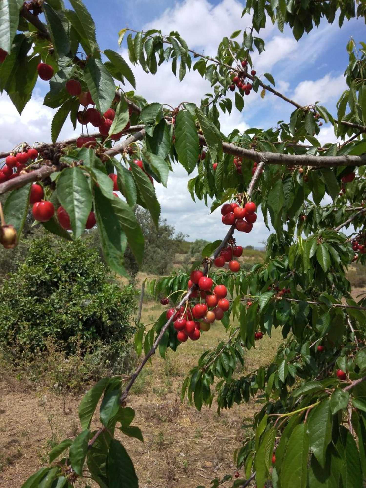 Gift card for Herdade Do Monte Outeiro