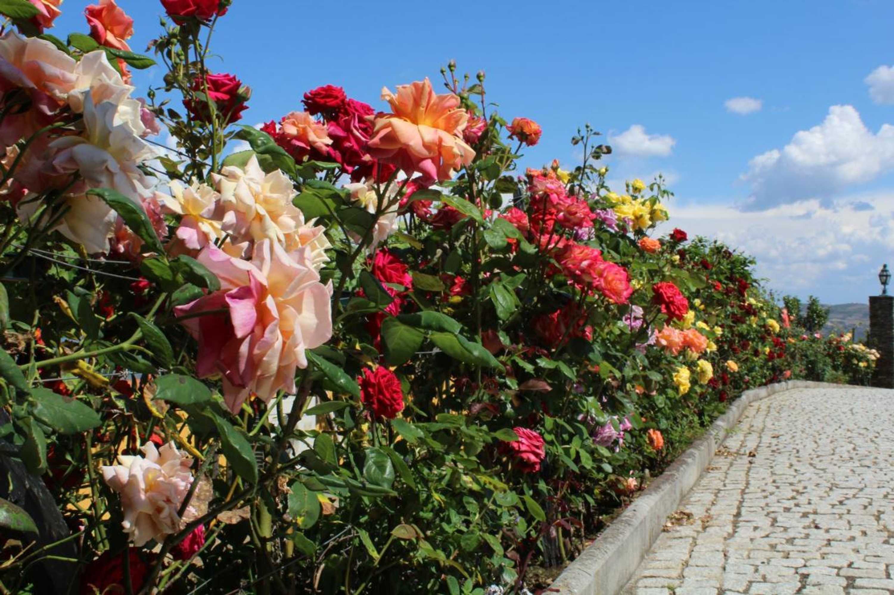 Gift card for Casa da Seara Gift card for Casa da Seara