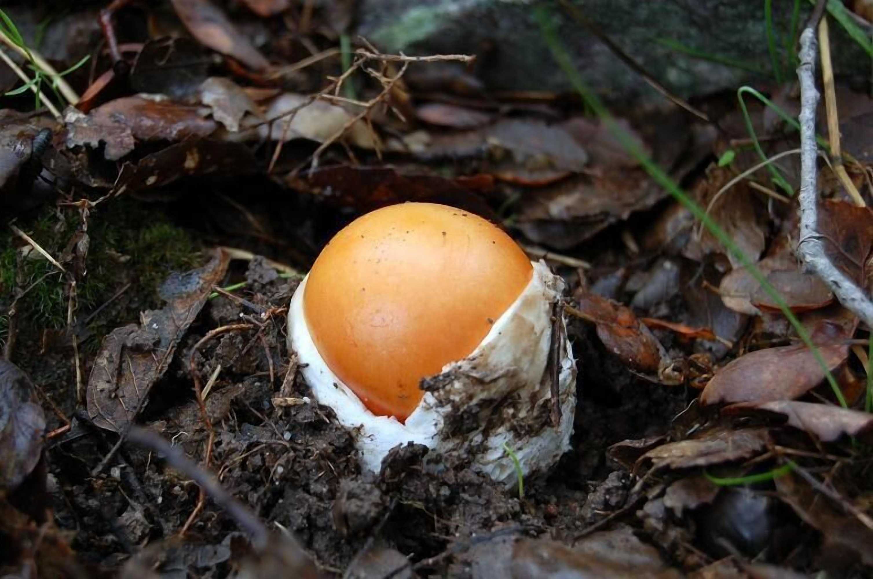 Gift card for La Casa Grande de Adolfo