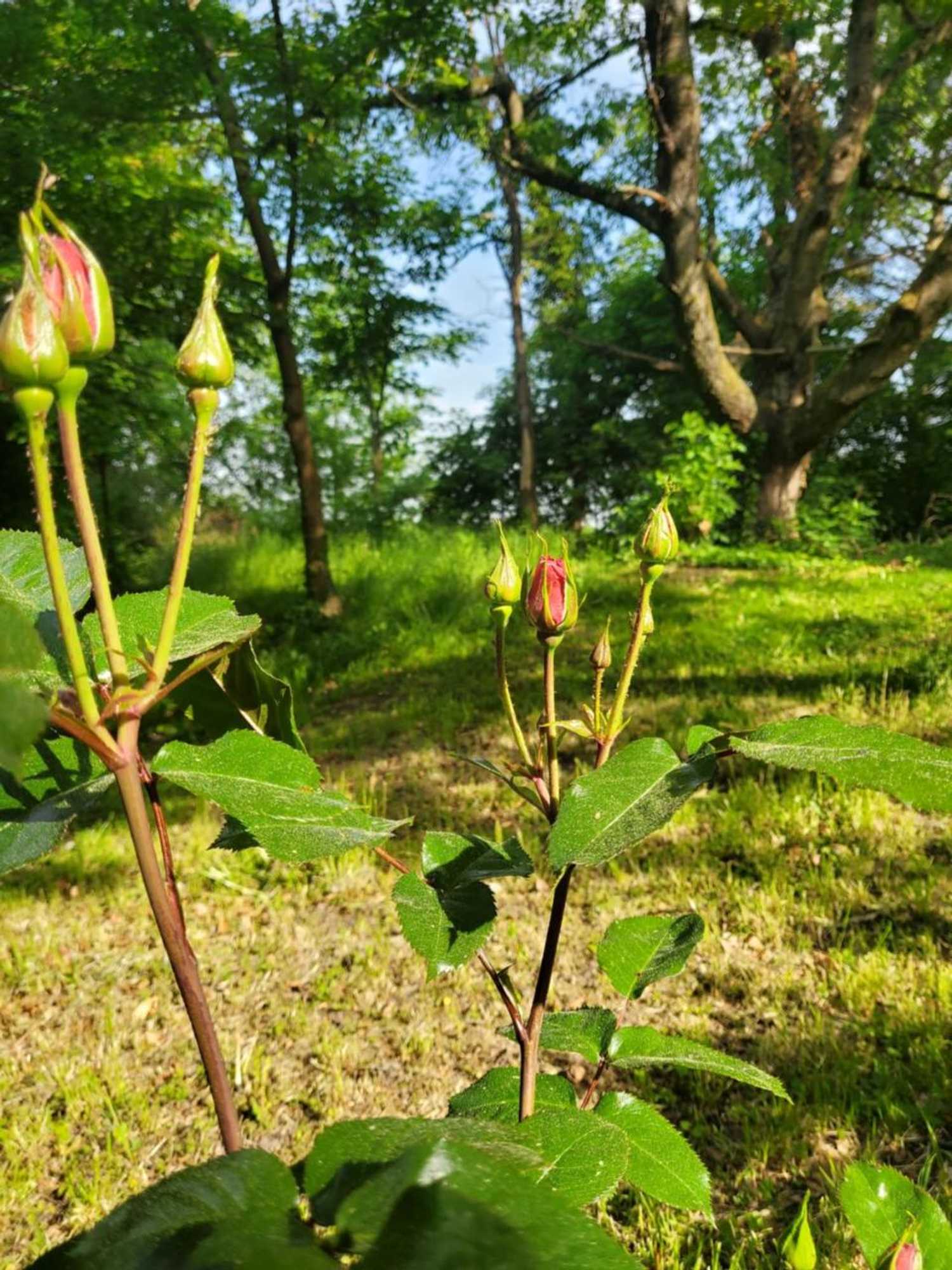 Gift card for Landgasthof Gänsberg