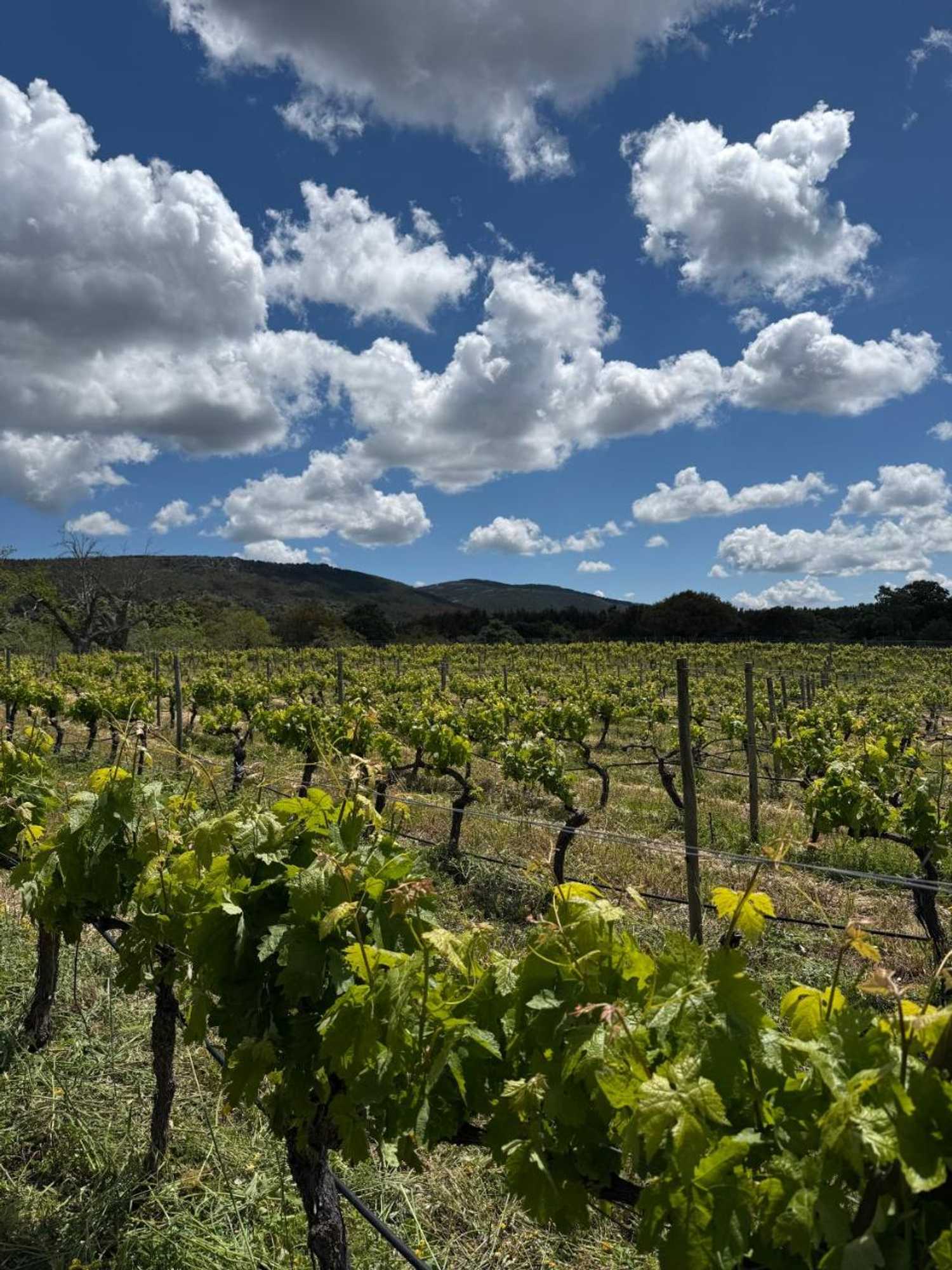 Gift card for Salto Del Caballo