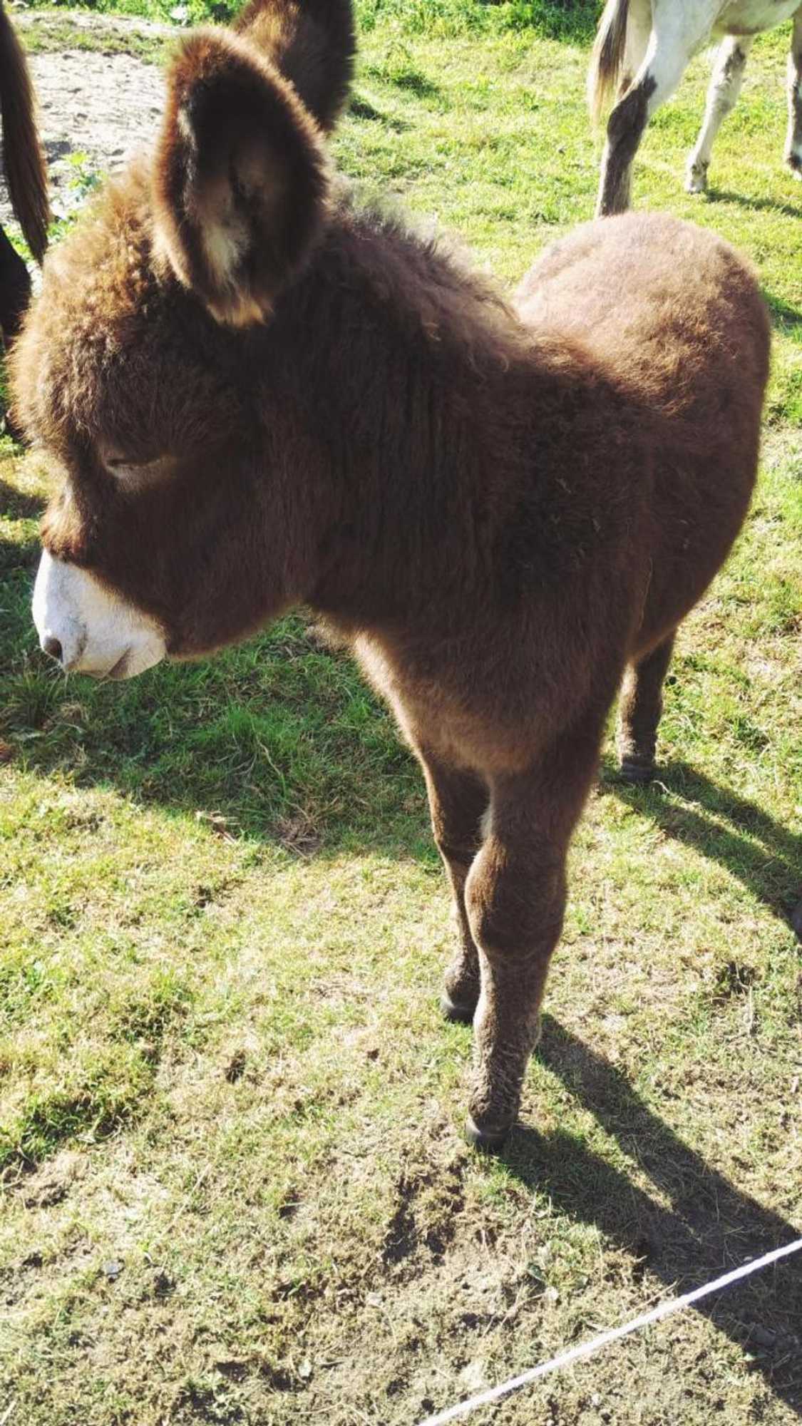 Gift card for Bed & Breakfast El Manso