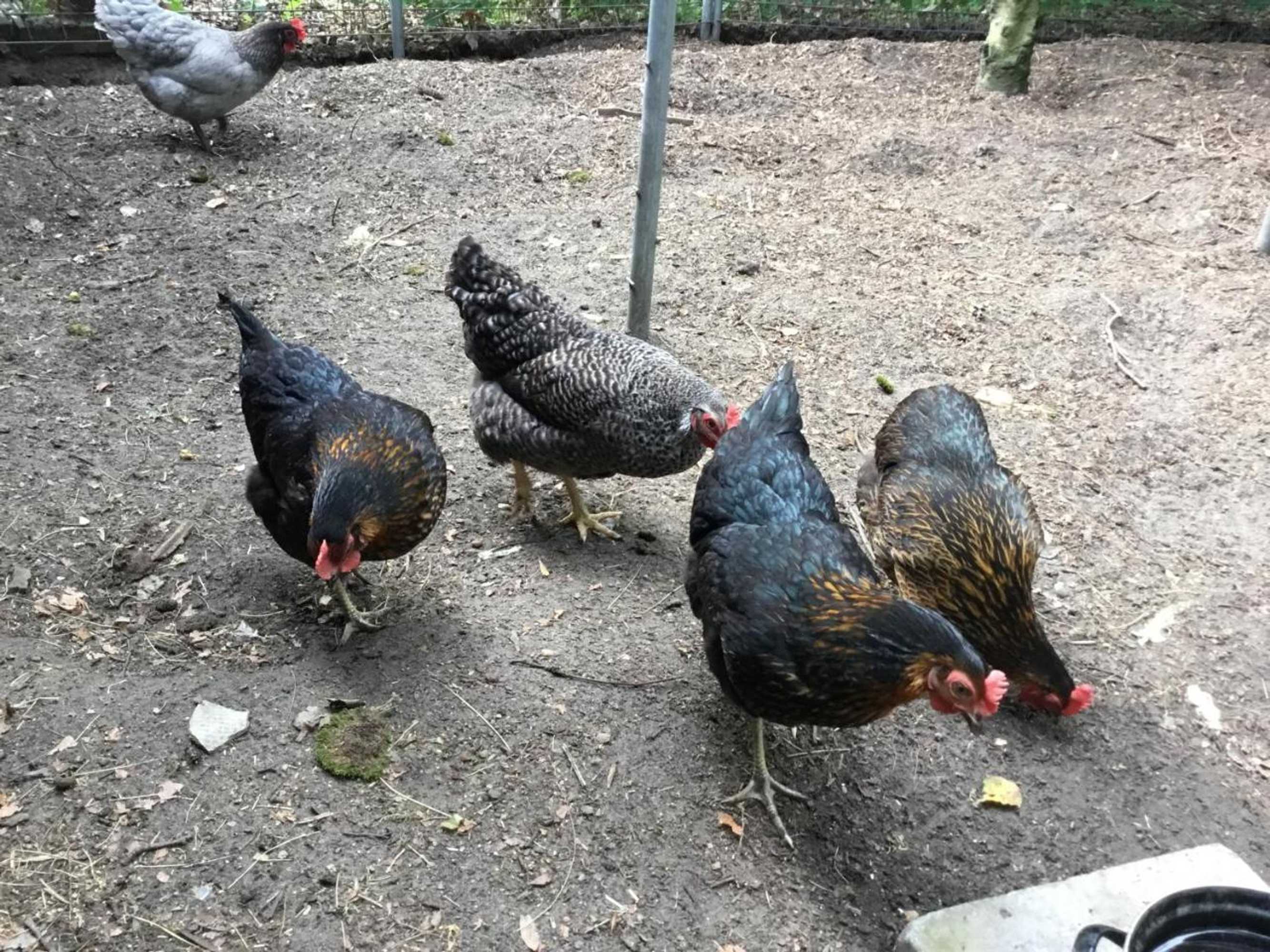 Gift card for B&b Op 't Eikenschoor