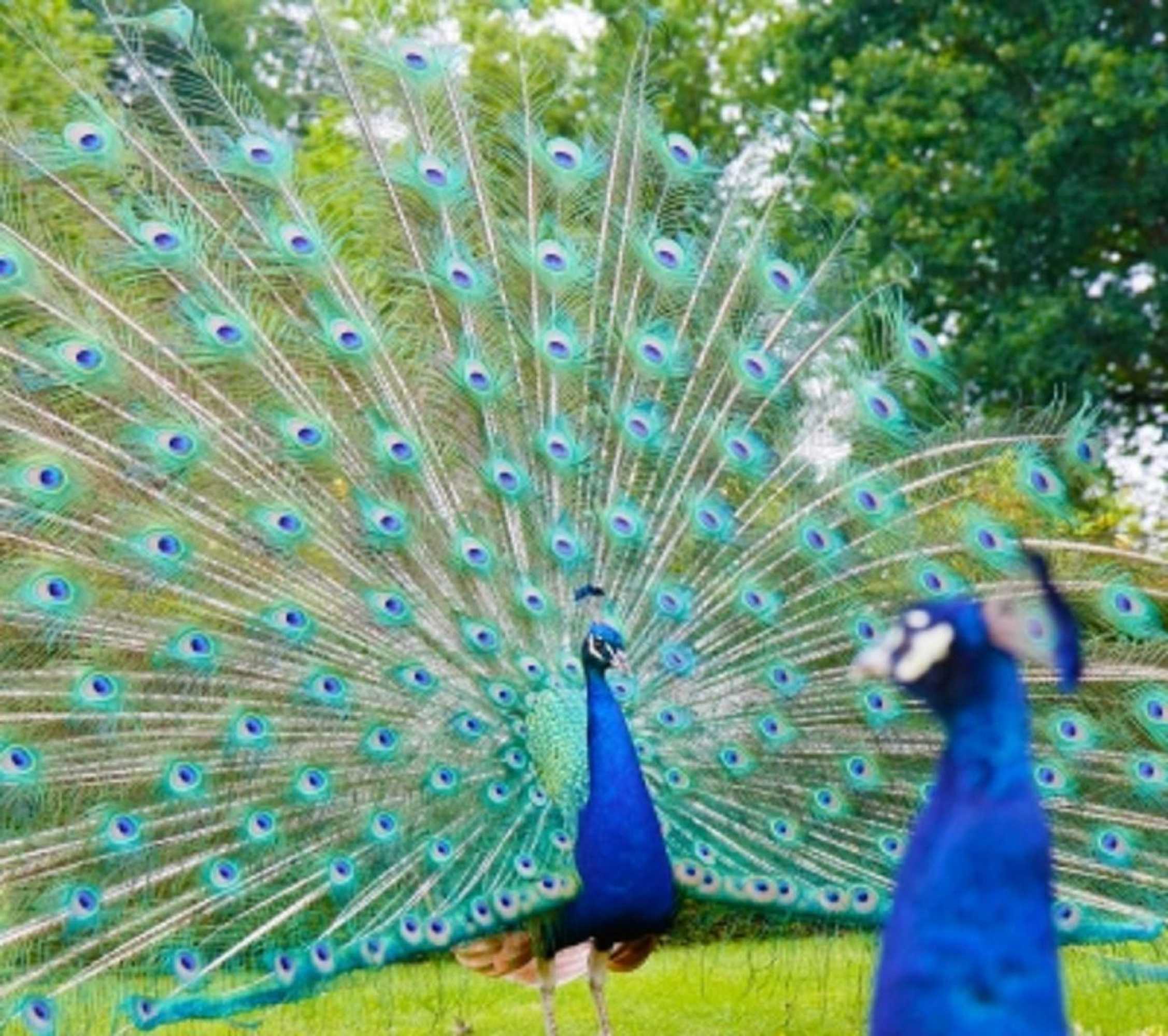 Gift card for Alexander House