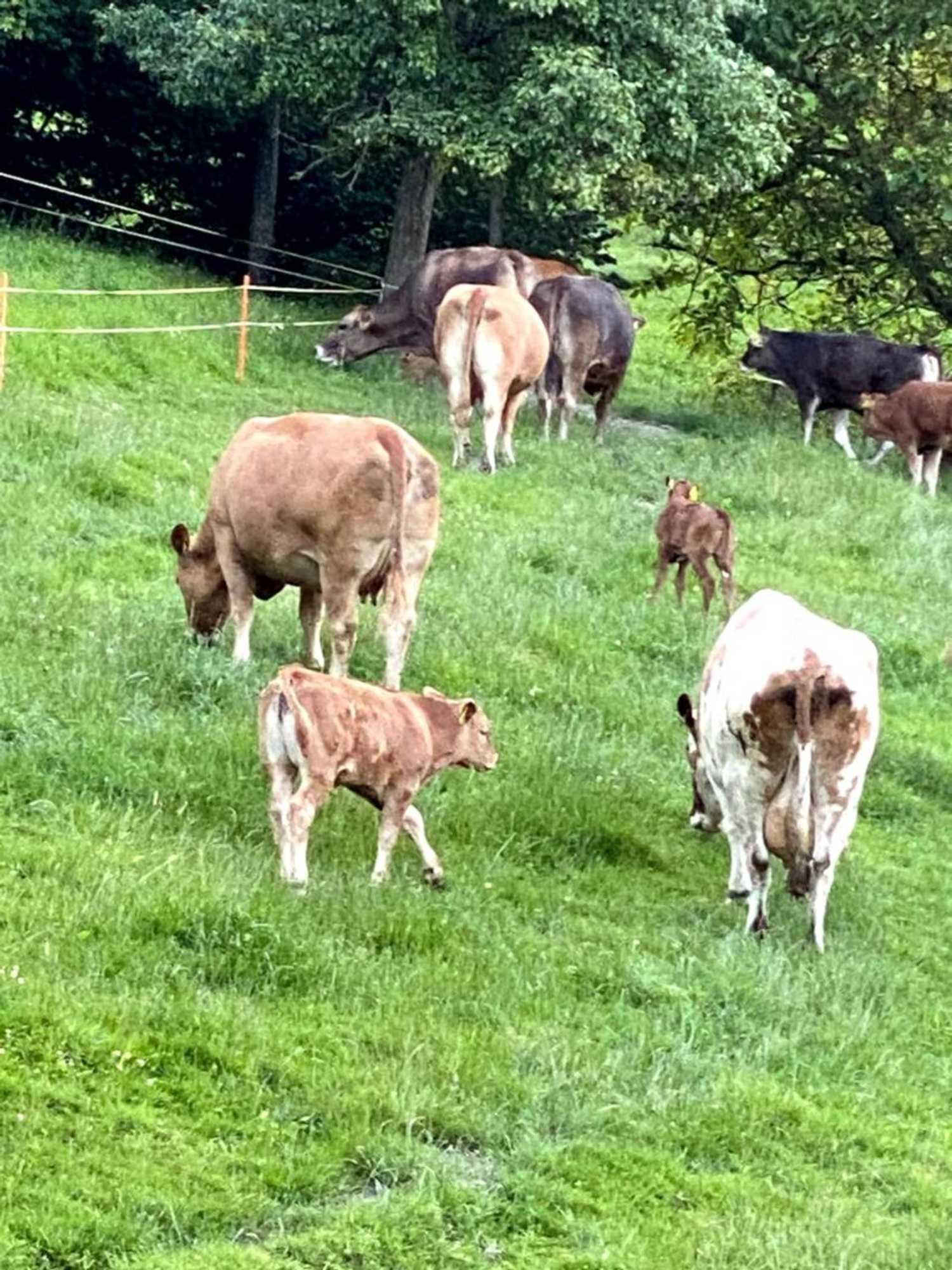 Gift card for B&b Tannen124