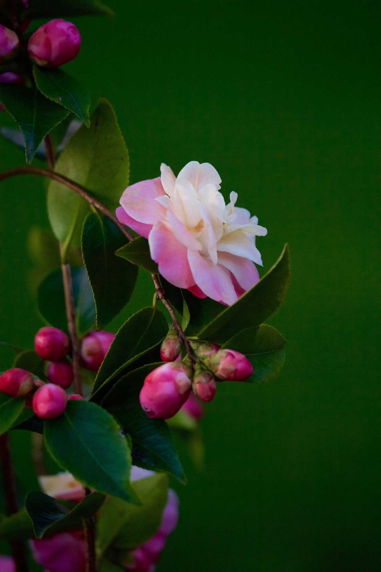 Gift card for The Racecourse Inn