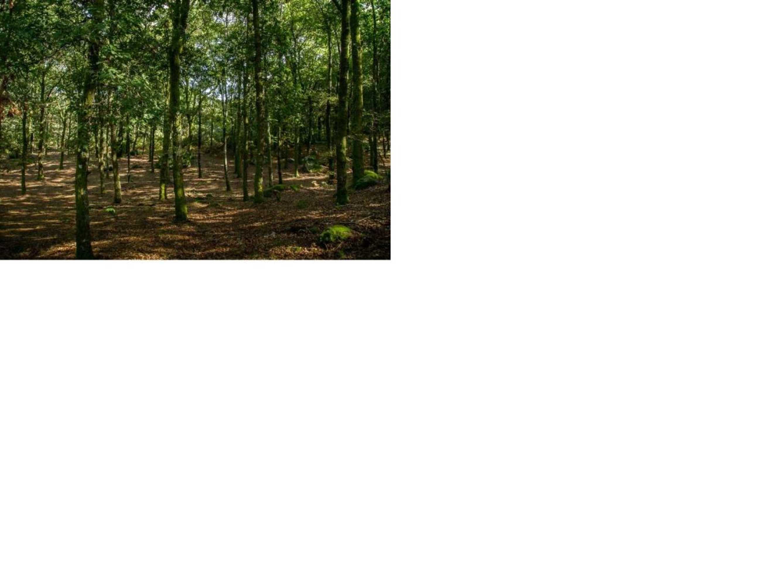 Gift card for Isatour Casa na Serra