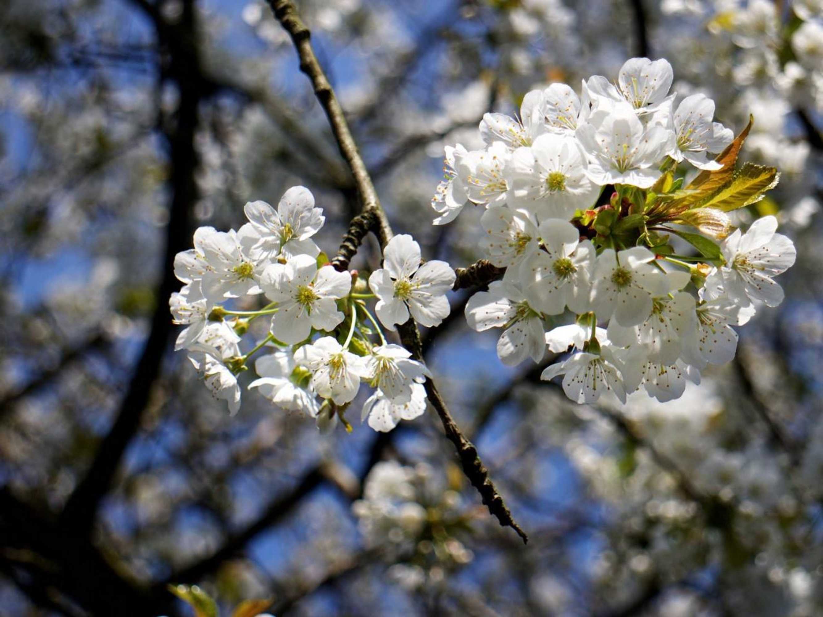 Gift card for Bed And Breakfast Millingen Aan de Rijn