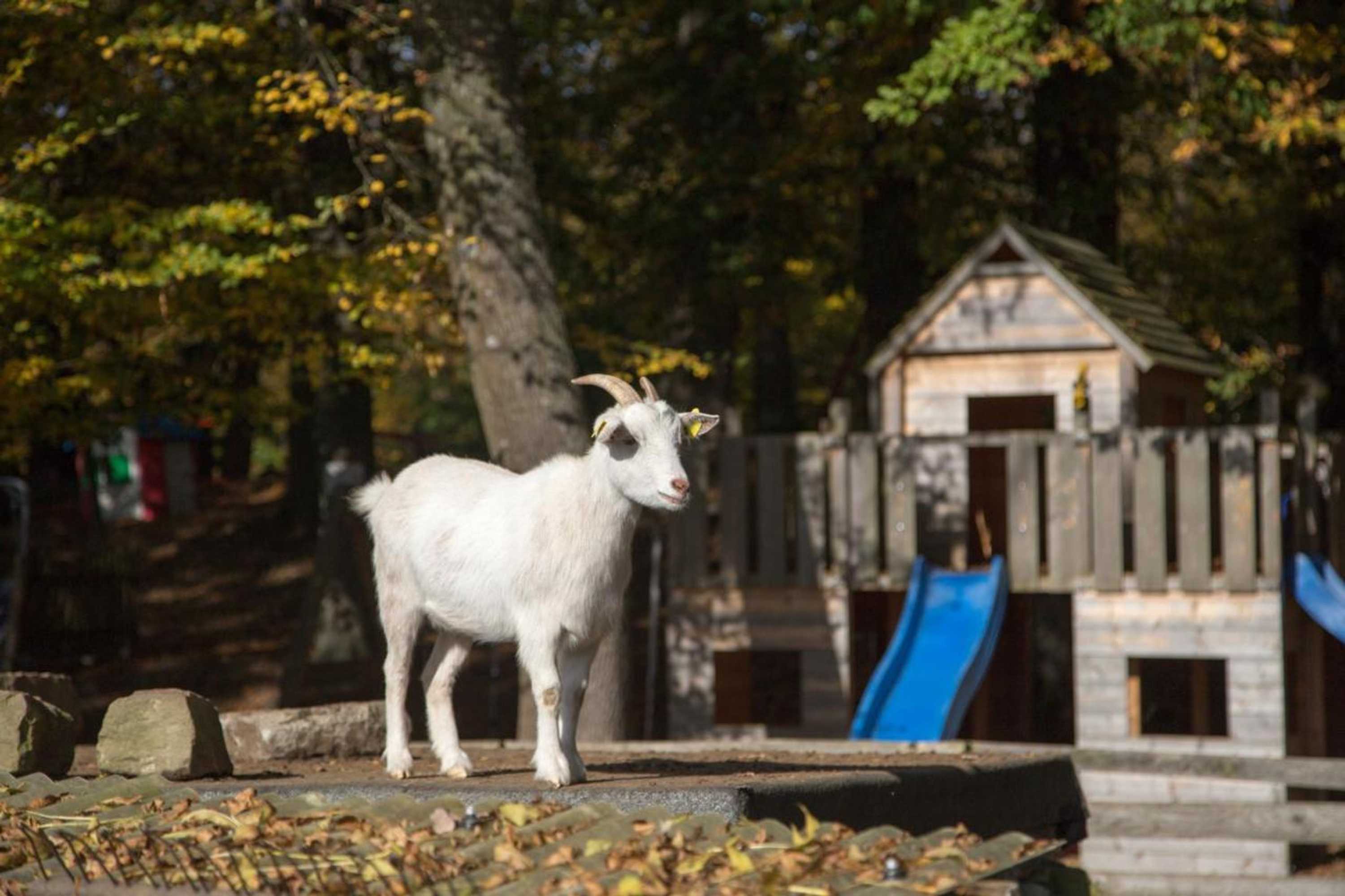 Gift card for Hotel Villa Waldeck