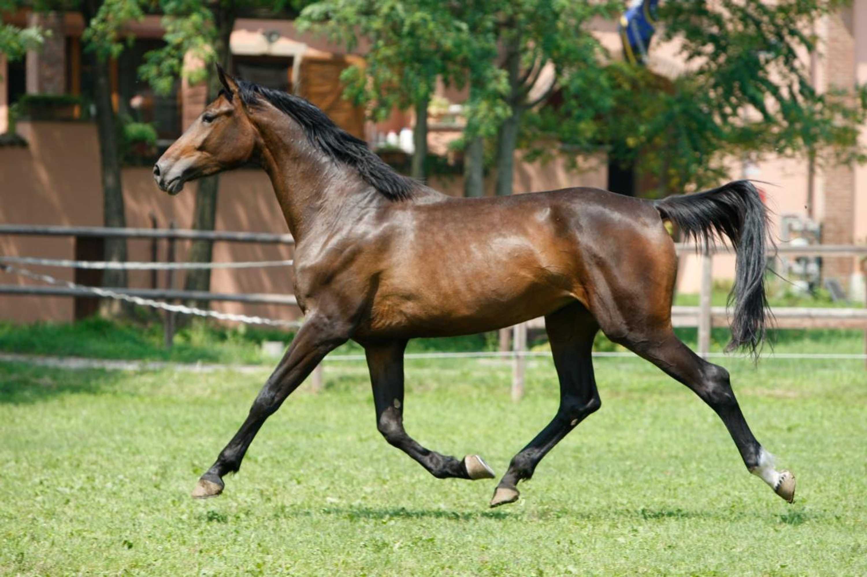 Gift card for San Giacomo Horses & Agriturismo Gift card for San Giacomo Horses & Agriturismo